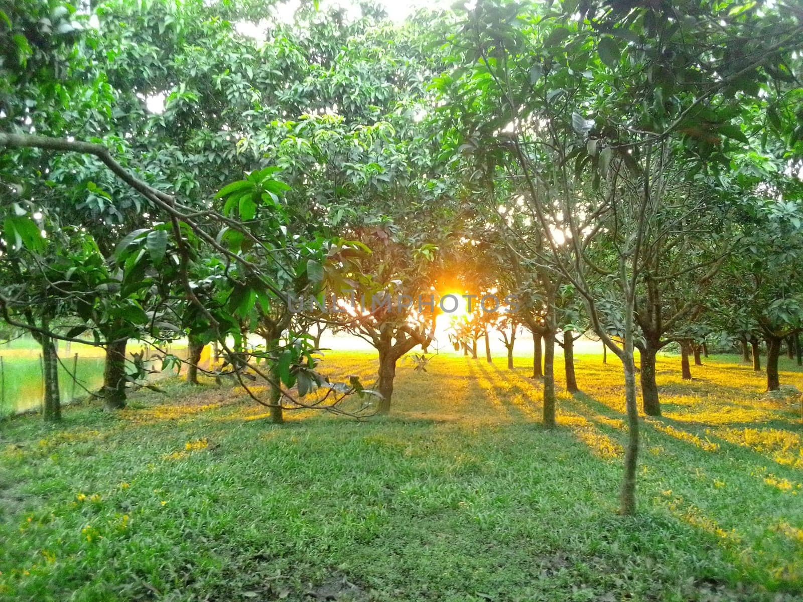 Village Beautiful Scenery - Paddy Field, Village Jungle Flowers, Village Evening, Fruit Tree Garden, Village Sunset, Village River