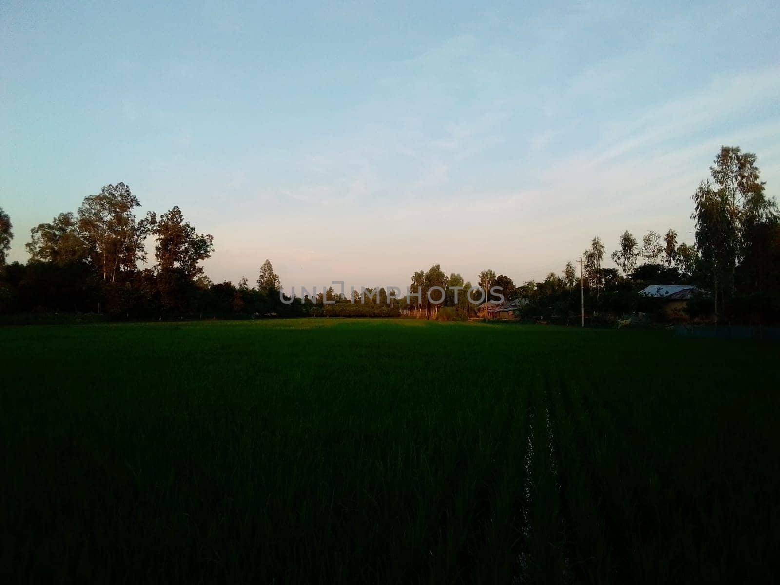 Village Beautiful Scenery - Paddy Field, Village Jungle Flowers, Village Evening, Fruit Tree Garden, Village Sunset, Village River