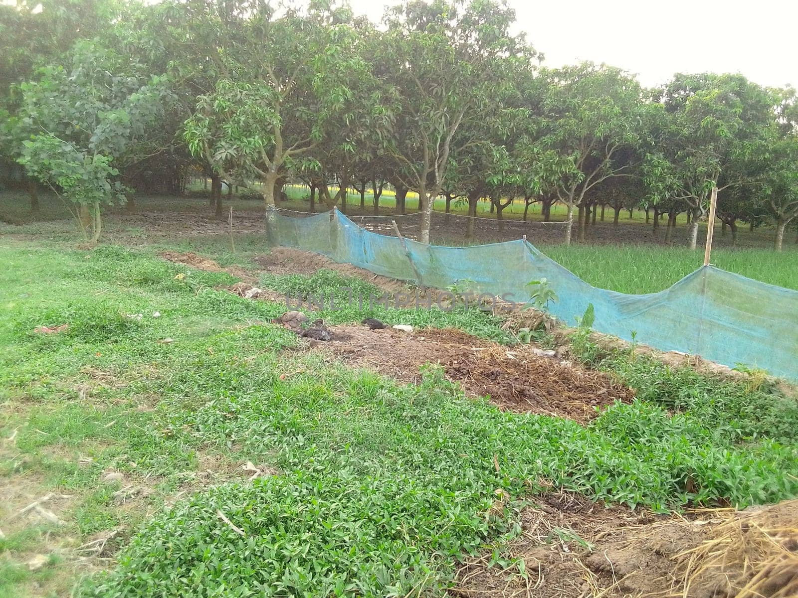 Village Beautiful Scenery - Paddy Field, Village Jungle Flowers, Village Evening, Fruit Tree Garden, Village Sunset, Village River