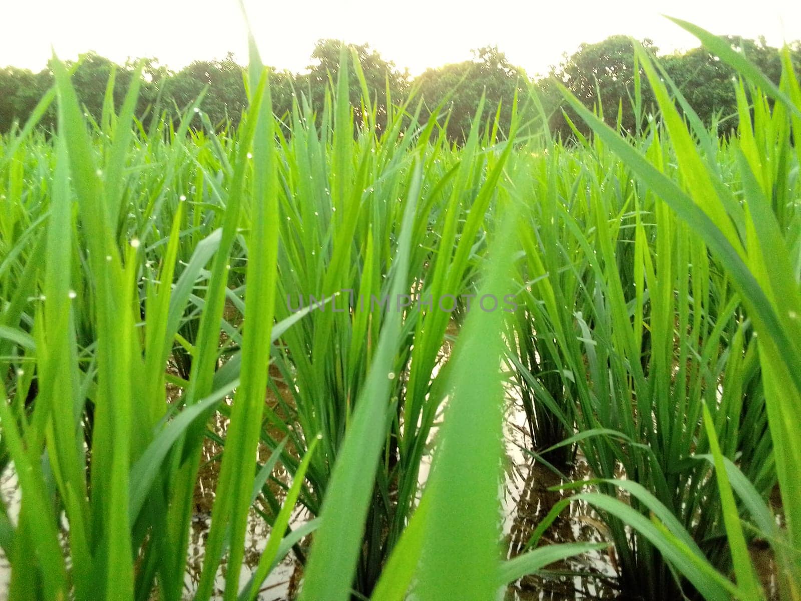 Village Beautiful Scenery - Paddy Field, Village Jungle Flowers, Village Evening, Fruit Tree Garden, Village Sunset, Village River