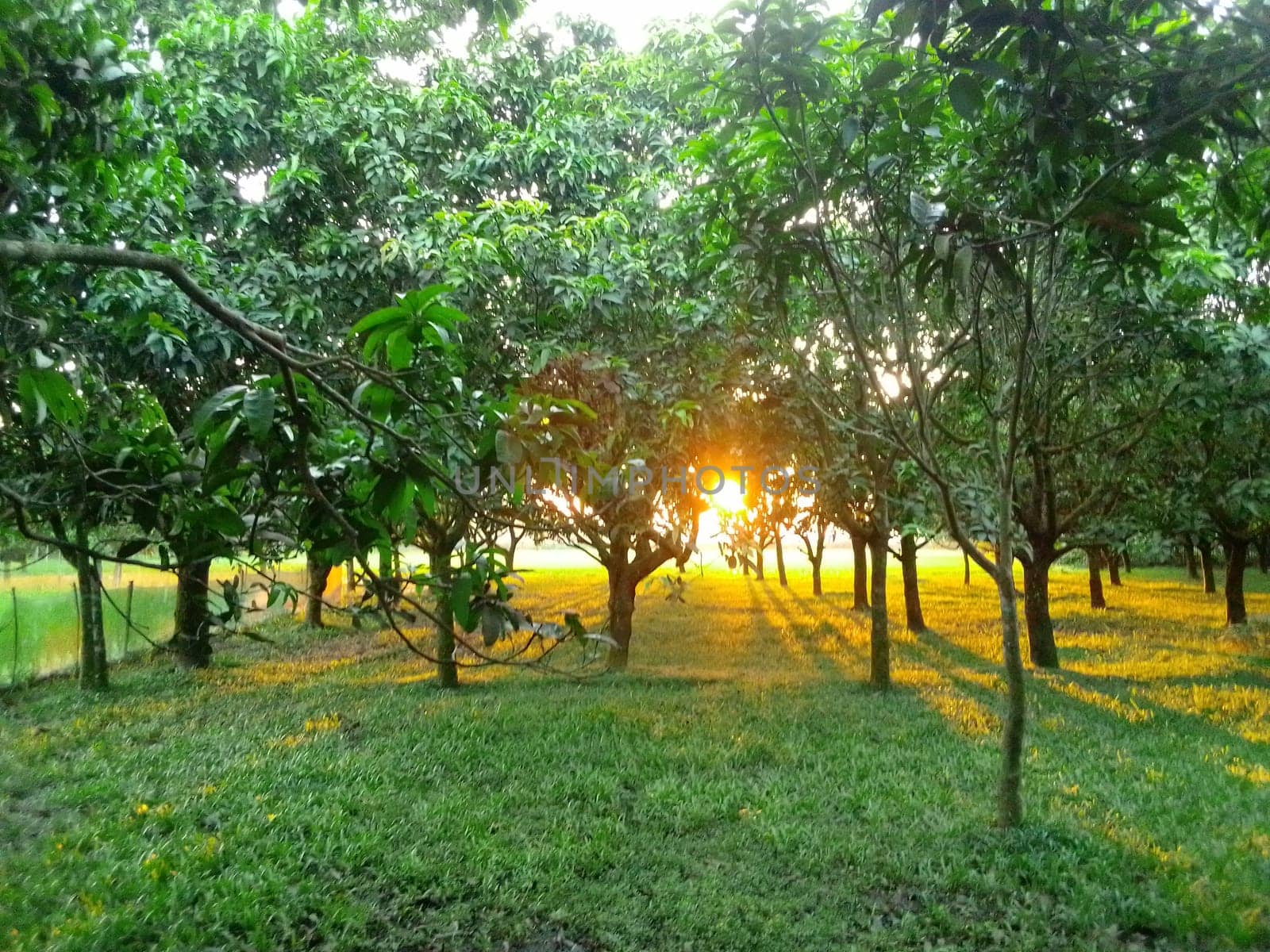 Village Beautiful Scenery - Paddy Field, Village Jungle Flowers, Village Evening, Fruit Tree Garden, Village Sunset, Village River