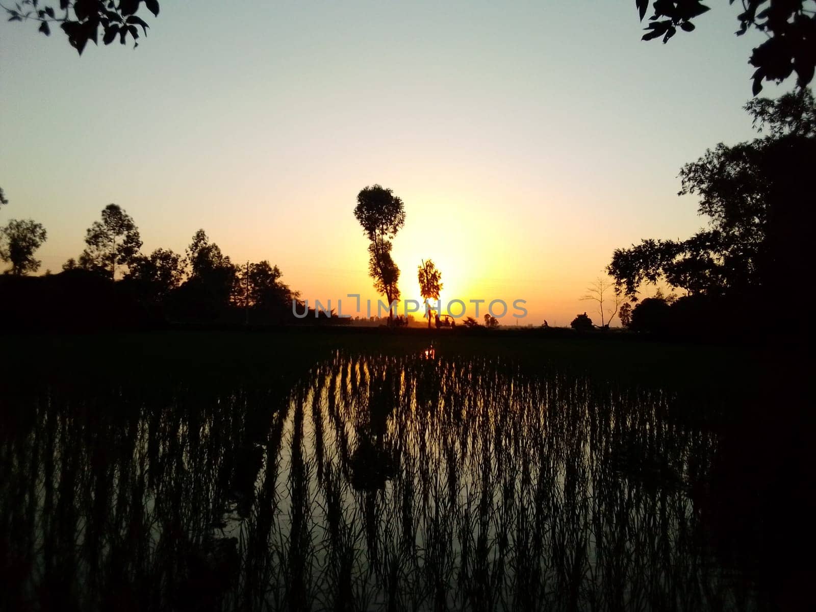 Village Beautiful Scenery - Paddy Field, Village Jungle Flowers, Village Evening, Fruit Tree Garden, Village Sunset, Village River