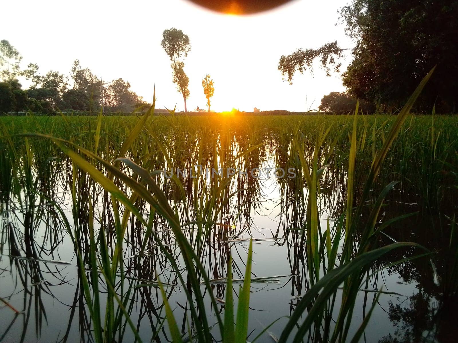 Village Beautiful Scenery - Paddy Field, Village Jungle Flowers, Village Evening, Fruit Tree Garden, Village Sunset, Village River
