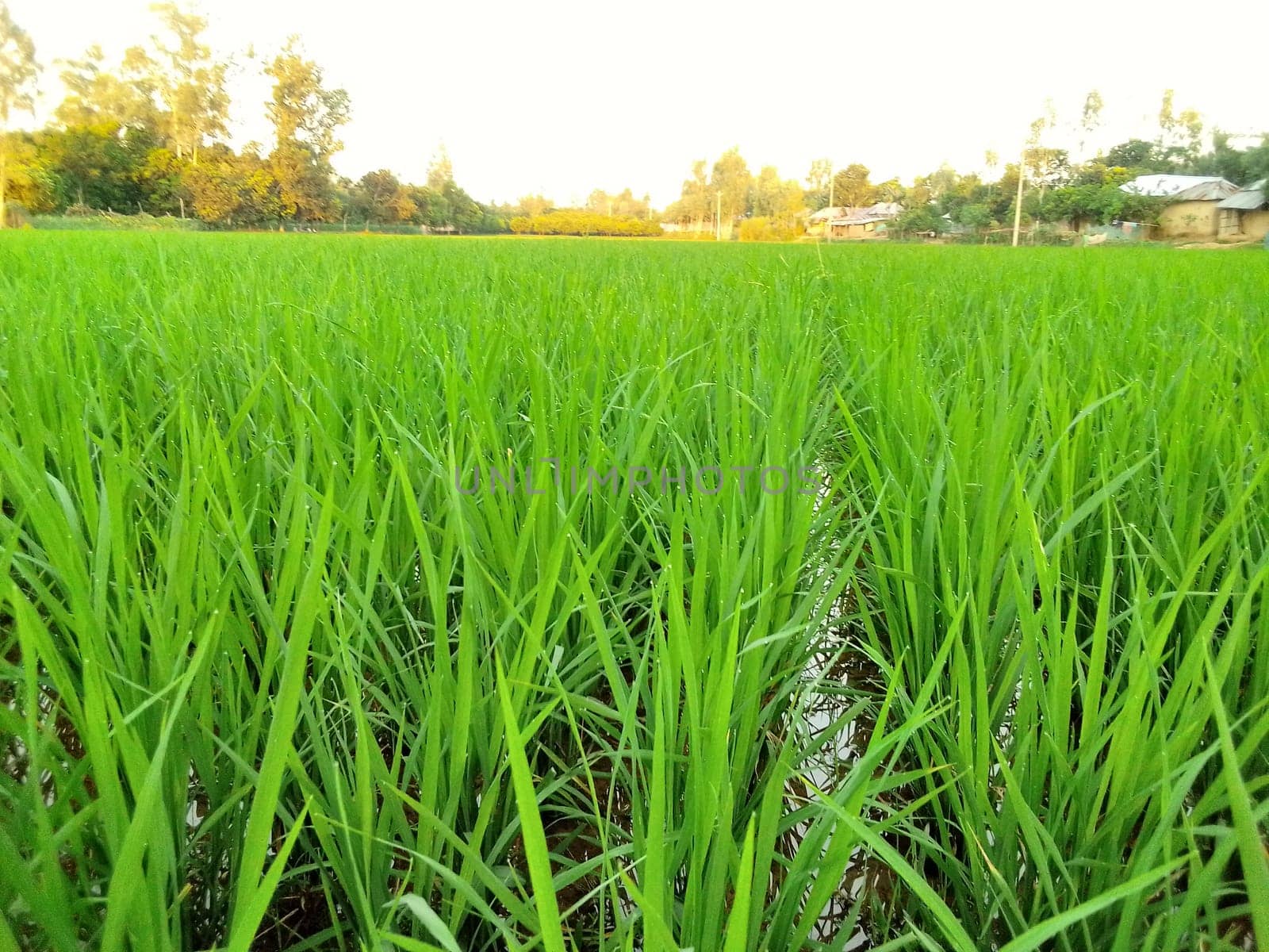 Village Beautiful Scenery - Paddy Field, Village Jungle Flowers, Village Evening, Fruit Tree Garden, Village Sunset, Village River