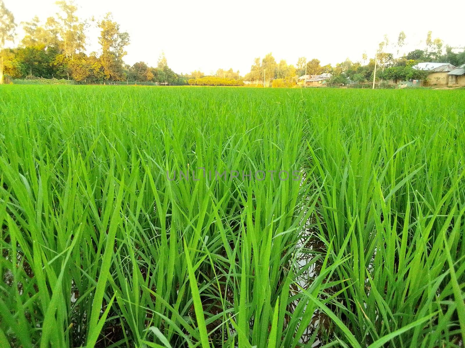 Village Beautiful Scenery - Paddy Field, Village Jungle Flowers, Village Evening, Fruit Tree Garden, Village Sunset, Village River