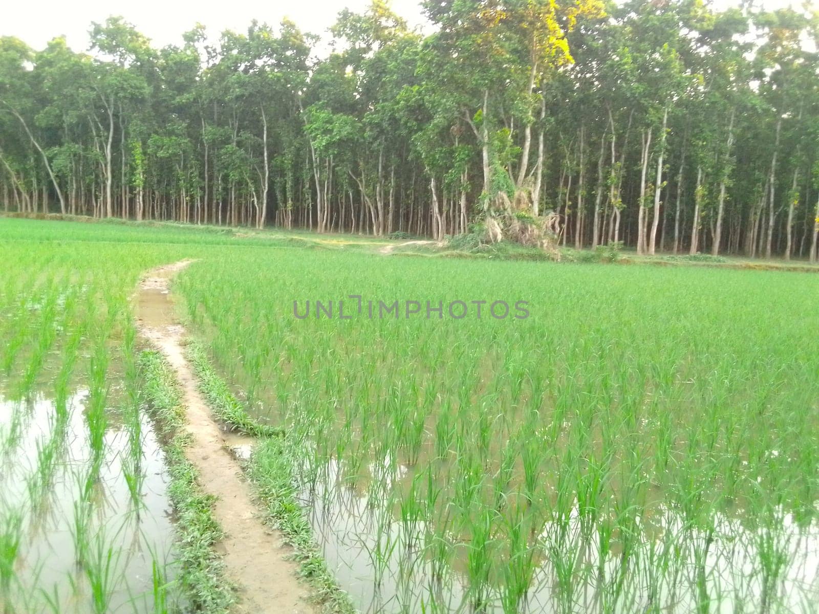 Village Beautiful Scenery - Paddy Field, Village Jungle Flowers, Village Evening, Fruit Tree Garden, Village Sunset, Village River