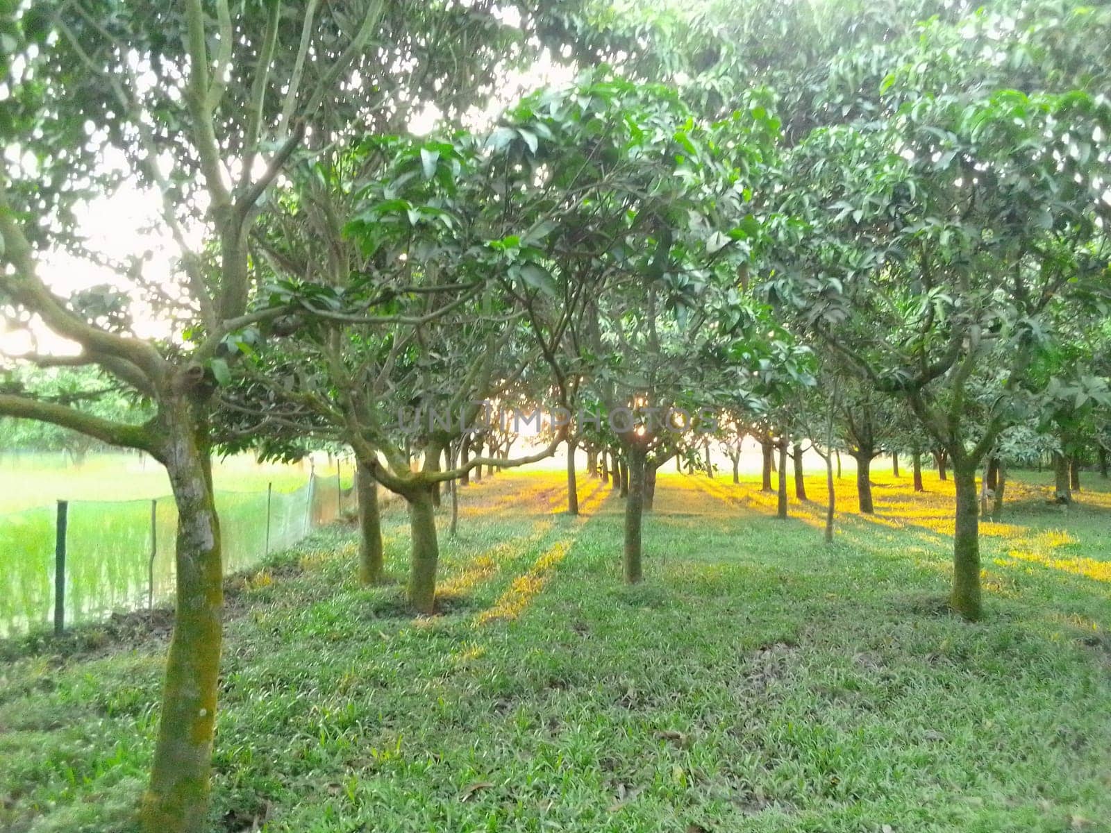 Village Beautiful Scenery - Paddy Field, Village Jungle Flowers, Village Evening, Fruit Tree Garden, Village Sunset, Village River