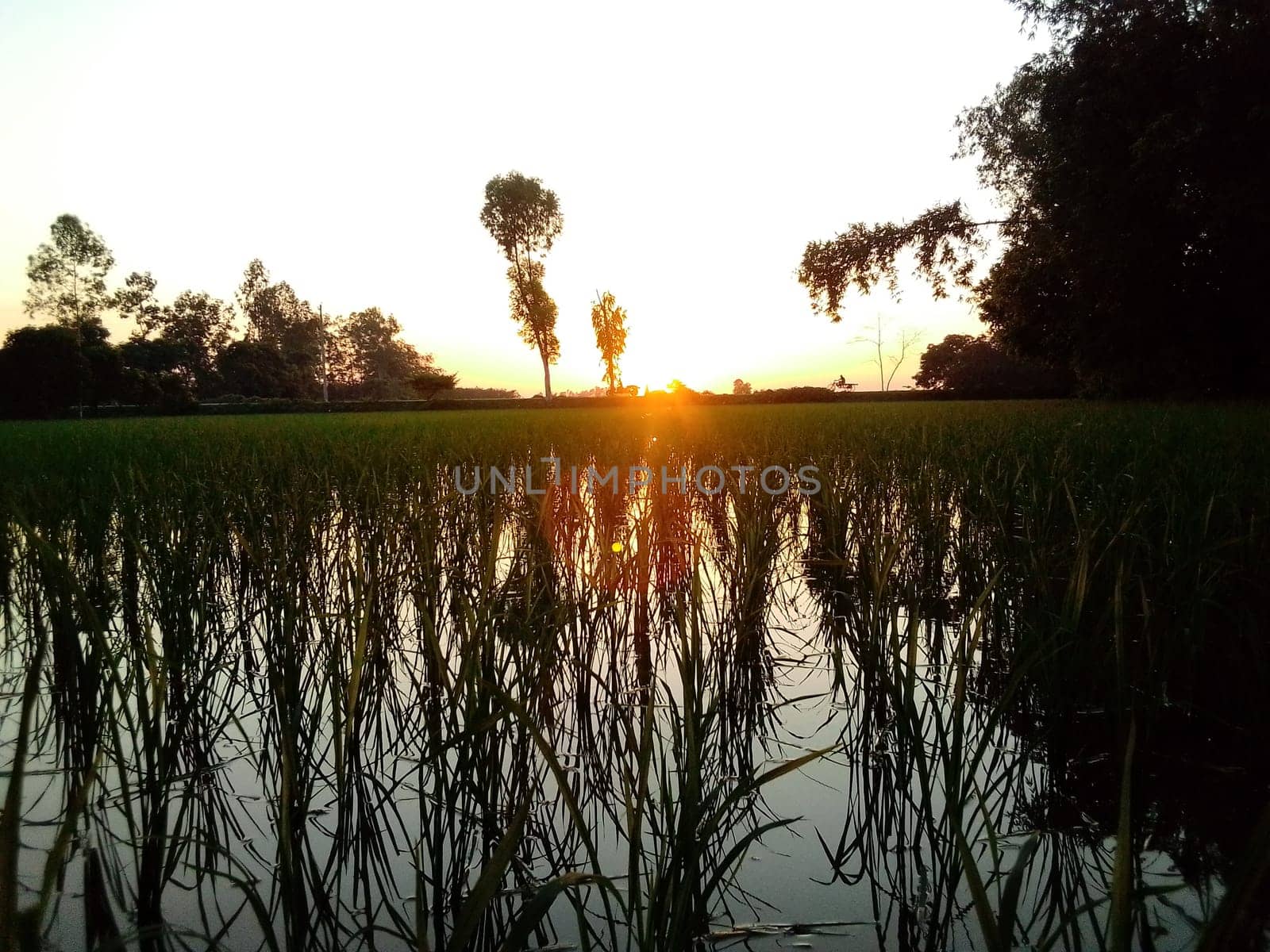Village Beautiful Scenery - Paddy Field, Village Jungle Flowers, Village Evening, Fruit Tree Garden, Village Sunset, Village River