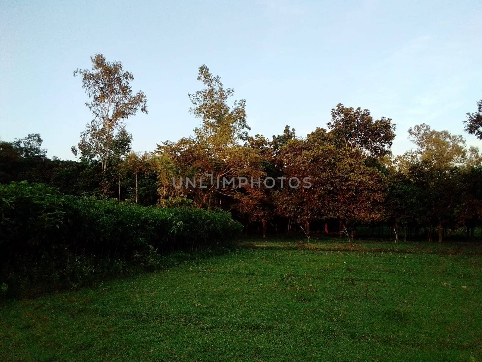 Village Beautiful Scenery - Paddy Field, Village Jungle Flowers, Village Evening, Fruit Tree Garden, Village Sunset, Village River