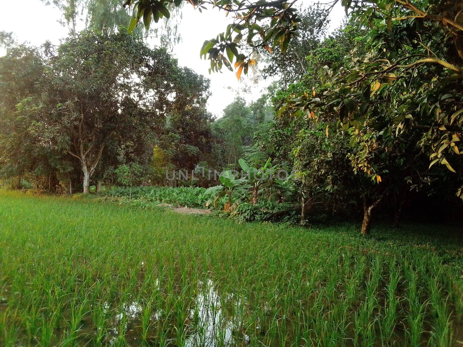 Village Beautiful Scenery - Paddy Field, Village Jungle Flowers, Village Evening, Fruit Tree Garden, Village Sunset, Village River