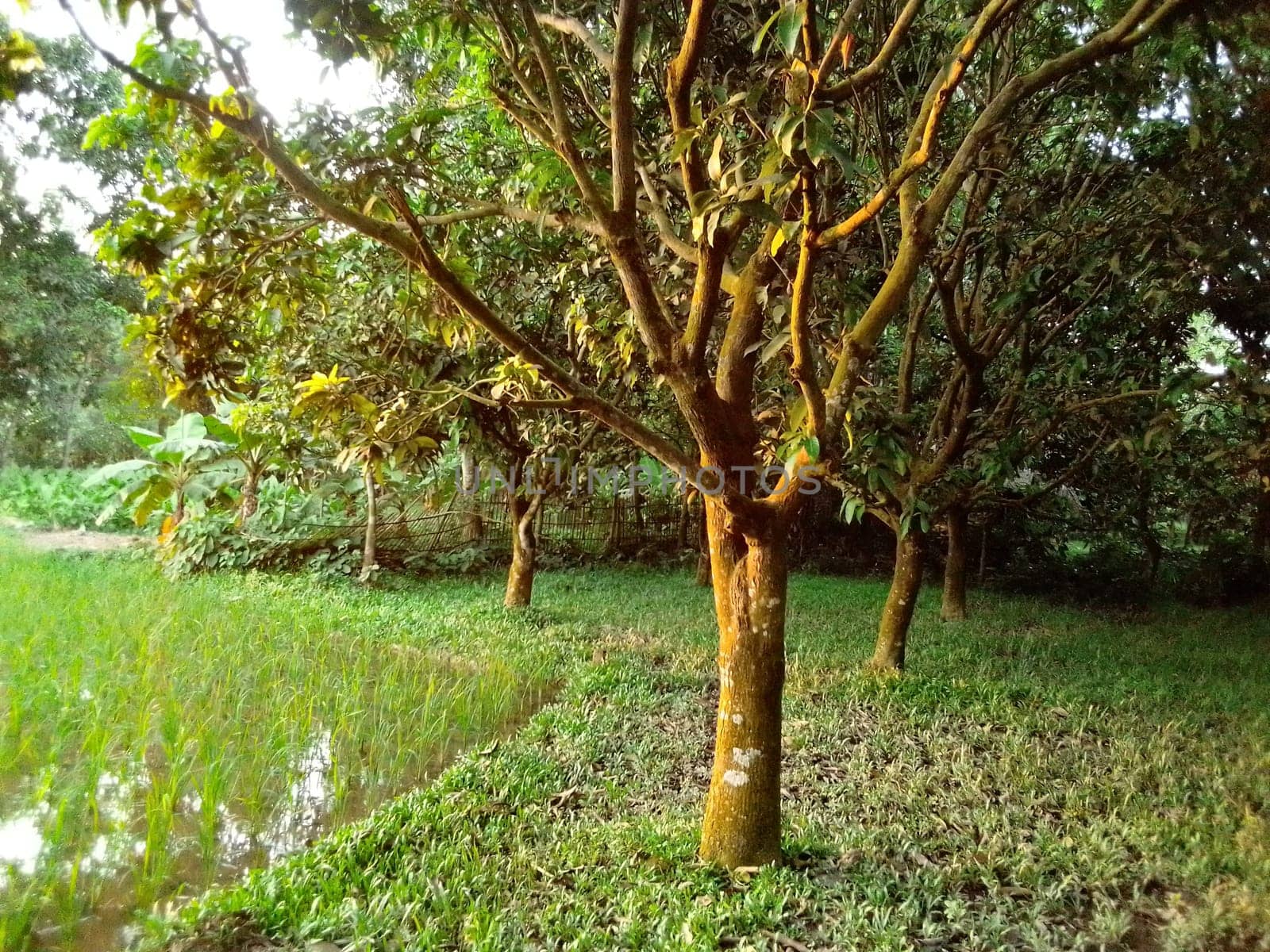 Village Beautiful Scenery - Paddy Field, Village Jungle Flowers, Village Evening, Fruit Tree Garden, Village Sunset, Village River