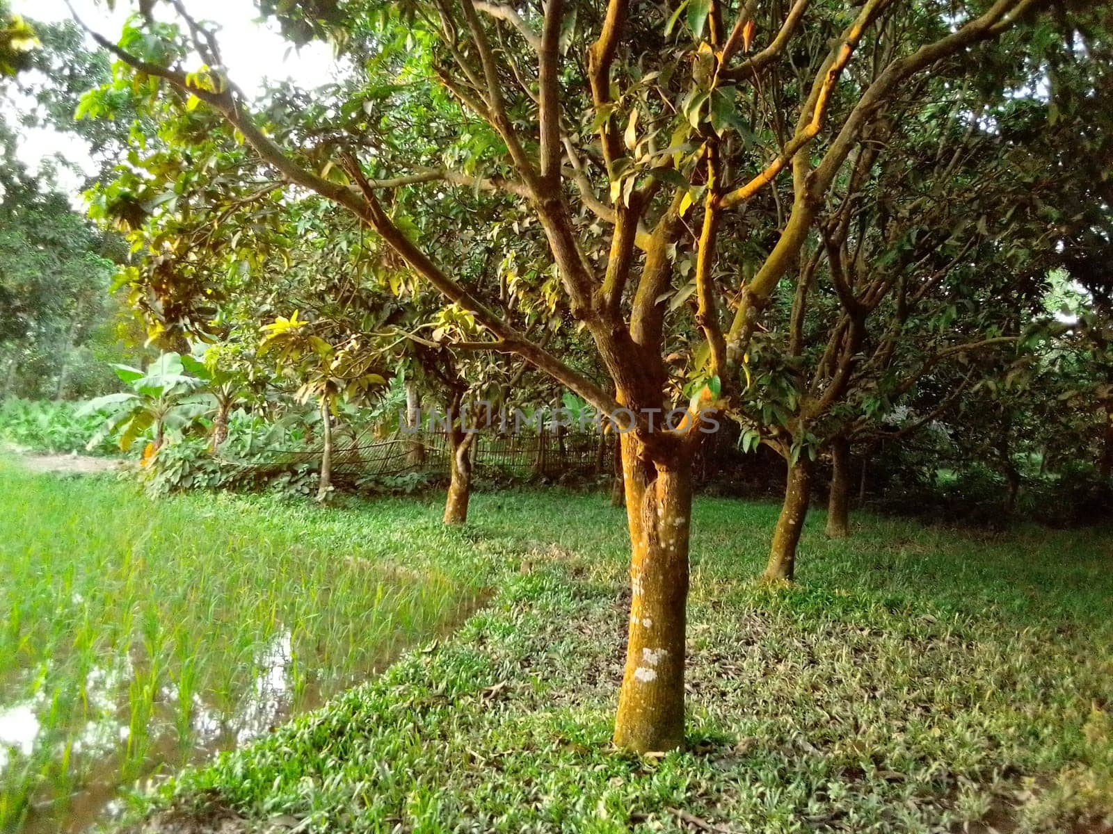 Village Beautiful Scenery - Paddy Field, Village Jungle Flowers, Village Evening, Fruit Tree Garden, Village Sunset, Village River