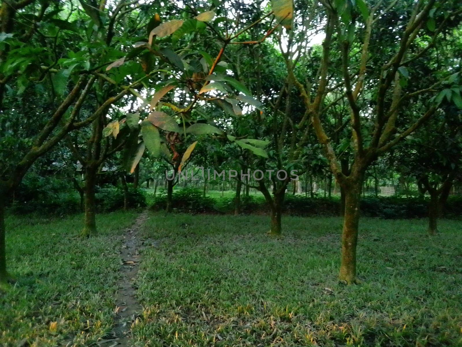 Village Beautiful Scenery - Paddy Field, Village Jungle Flowers, Village Evening, Fruit Tree Garden, Village Sunset, Village River