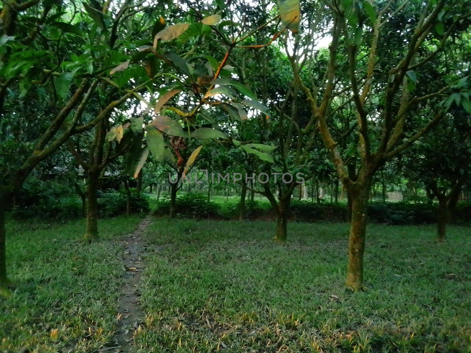 Village Beautiful Scenery - Paddy Field, Village Jungle Flowers, Village Evening, Fruit Tree Garden, Village Sunset, Village River