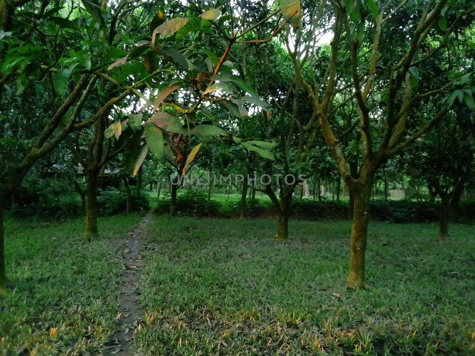 Village Beautiful Scenery - Paddy Field, Village Jungle Flowers, Village Evening, Fruit Tree Garden, Village Sunset, Village River