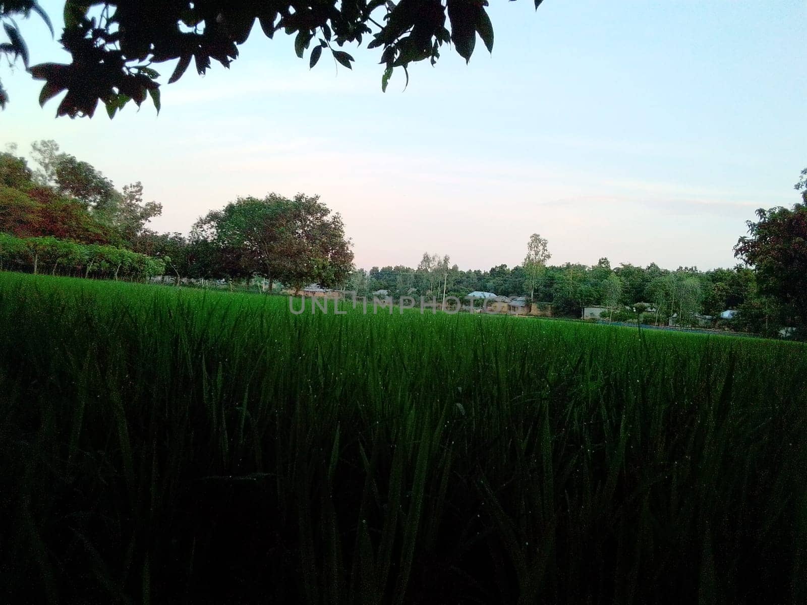Village Beautiful Scenery - Paddy Field, Village Jungle Flowers, Village Evening, Fruit Tree Garden, Village Sunset, Village River