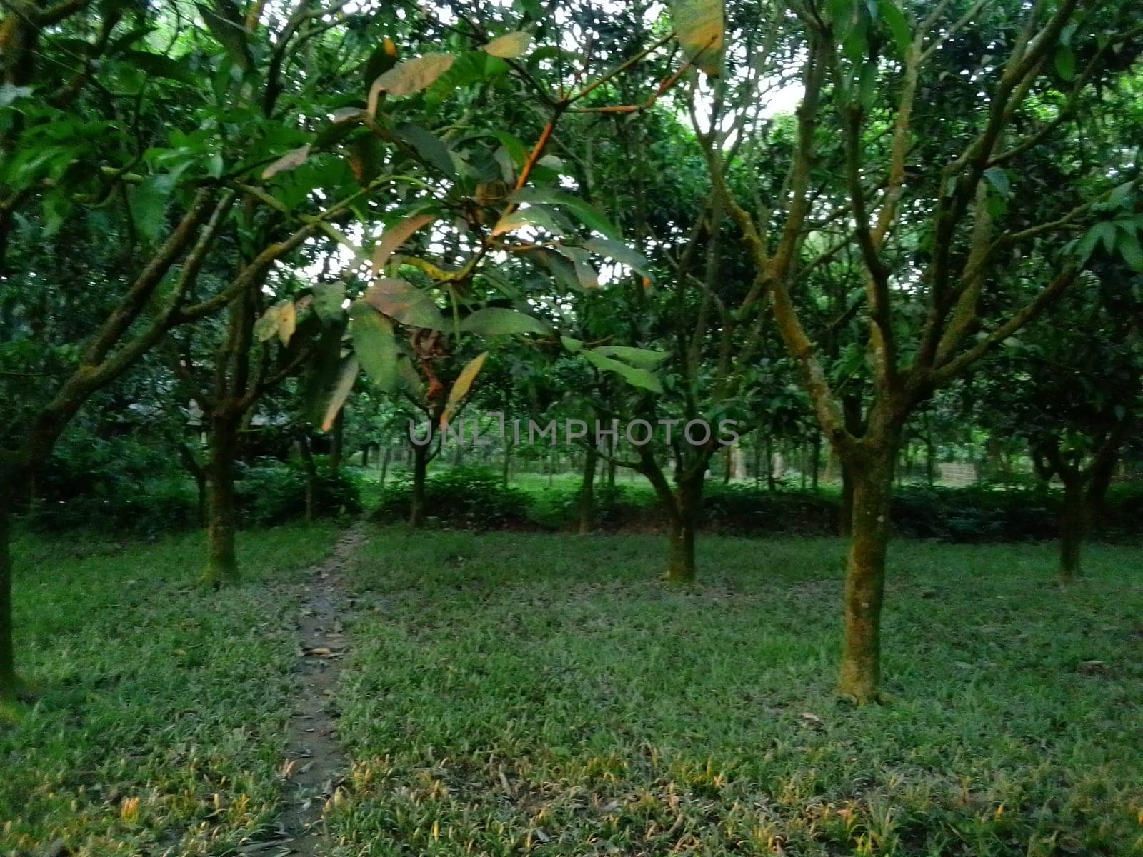 Village Beautiful Scenery - Paddy Field, Village Jungle Flowers, Village Evening, Fruit Tree Garden, Village Sunset, Village River