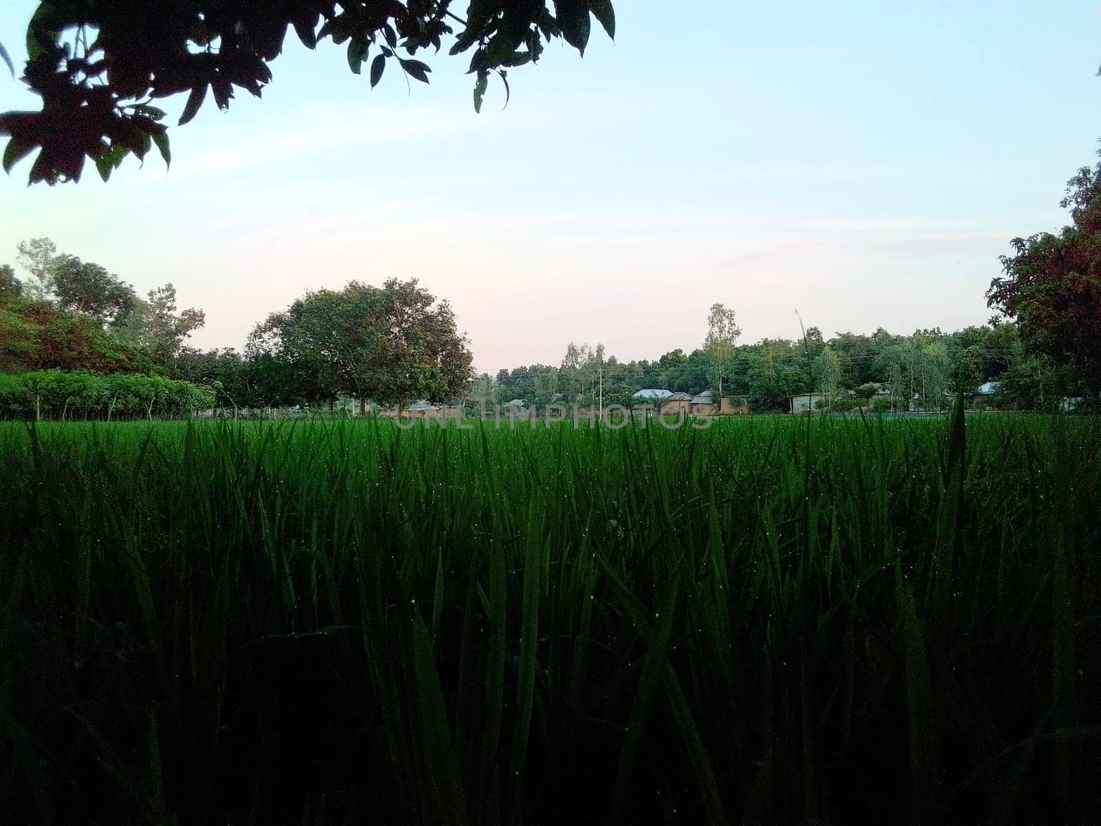 Village Beautiful Scenery - Paddy Field, Village Jungle Flowers, Village Evening, Fruit Tree Garden, Village Sunset, Village River