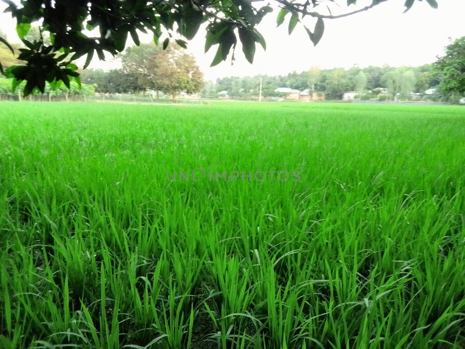 Village Beautiful Scenery - Paddy Field, Village Jungle Flowers, Village Evening, Fruit Tree Garden, Village Sunset, Village River