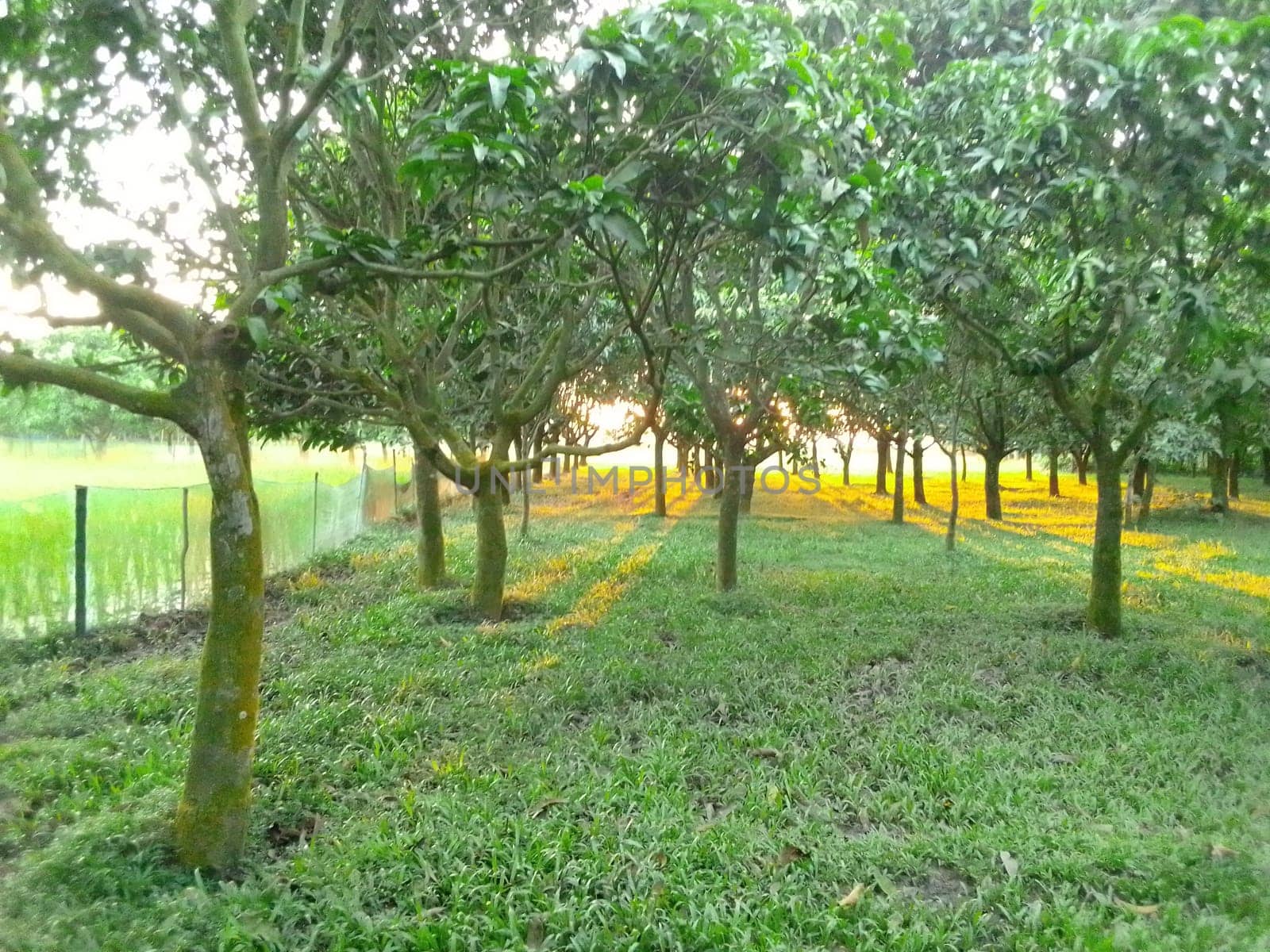 Village Beautiful Scenery - Paddy Field, Village Jungle Flowers, Village Evening, Fruit Tree Garden, Village Sunset, Village River