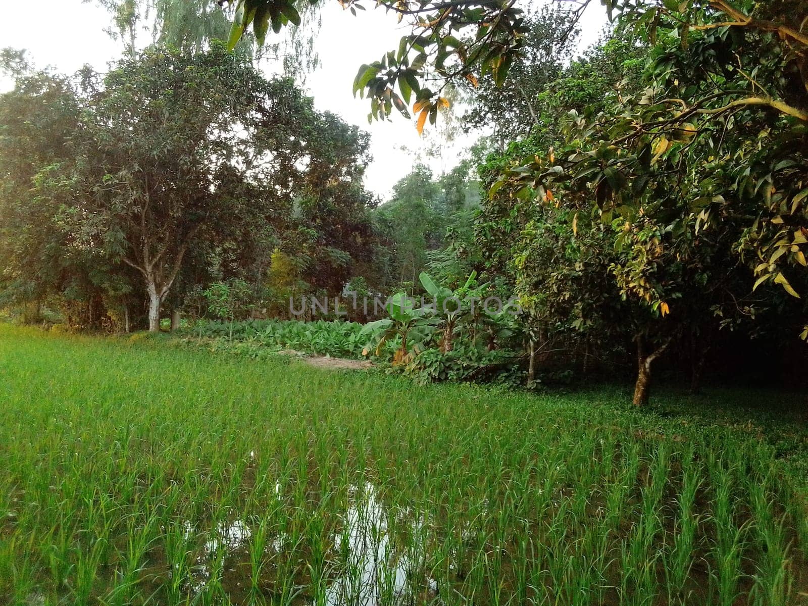 Village Beautiful Scenery - Paddy Field, Village Jungle Flowers, Village Evening, Fruit Tree Garden, Village Sunset, Village River