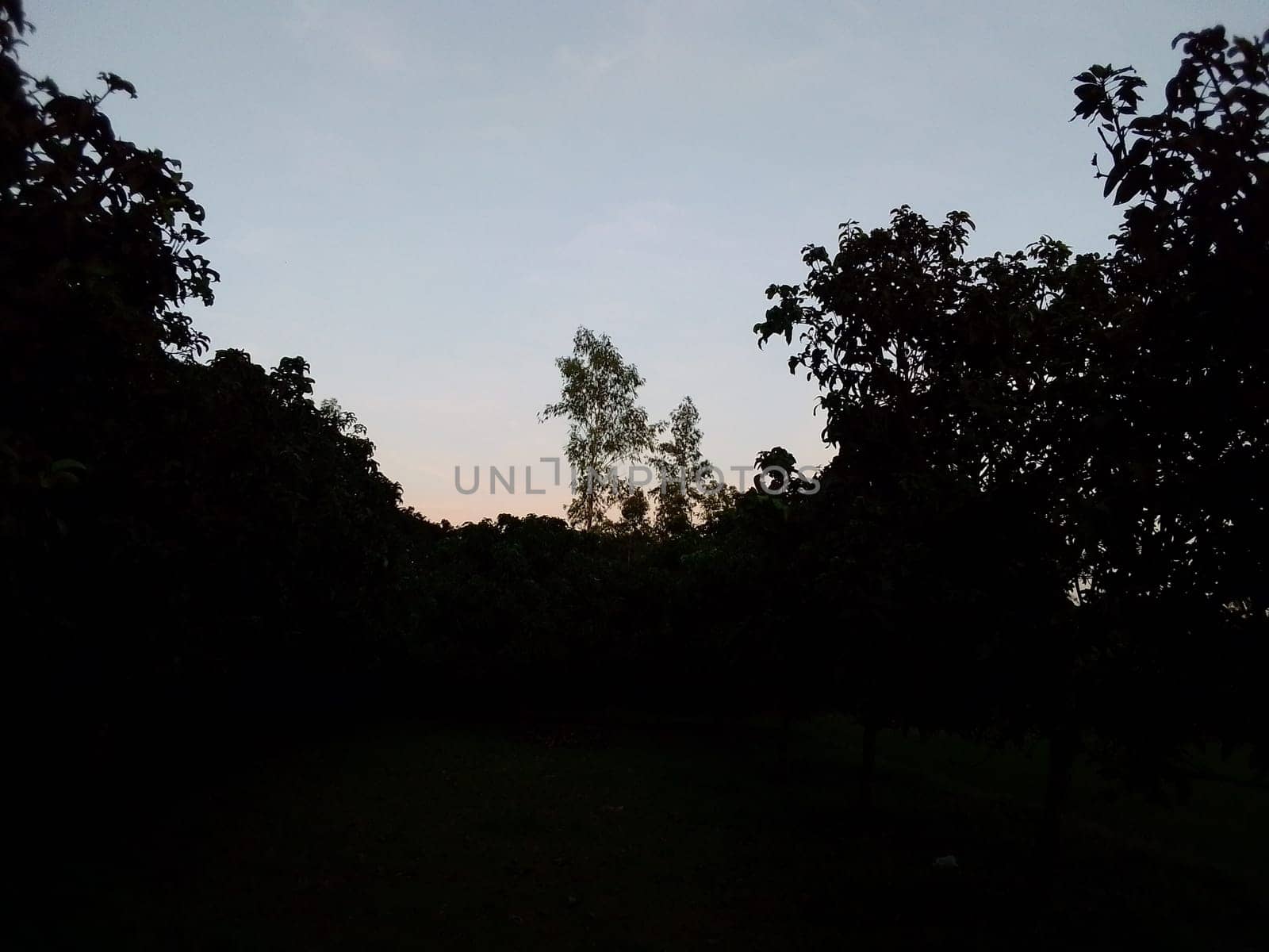 Village Beautiful Scenery - Paddy Field, Village Jungle Flowers, Village Evening, Fruit Tree Garden, Village Sunset, Village River