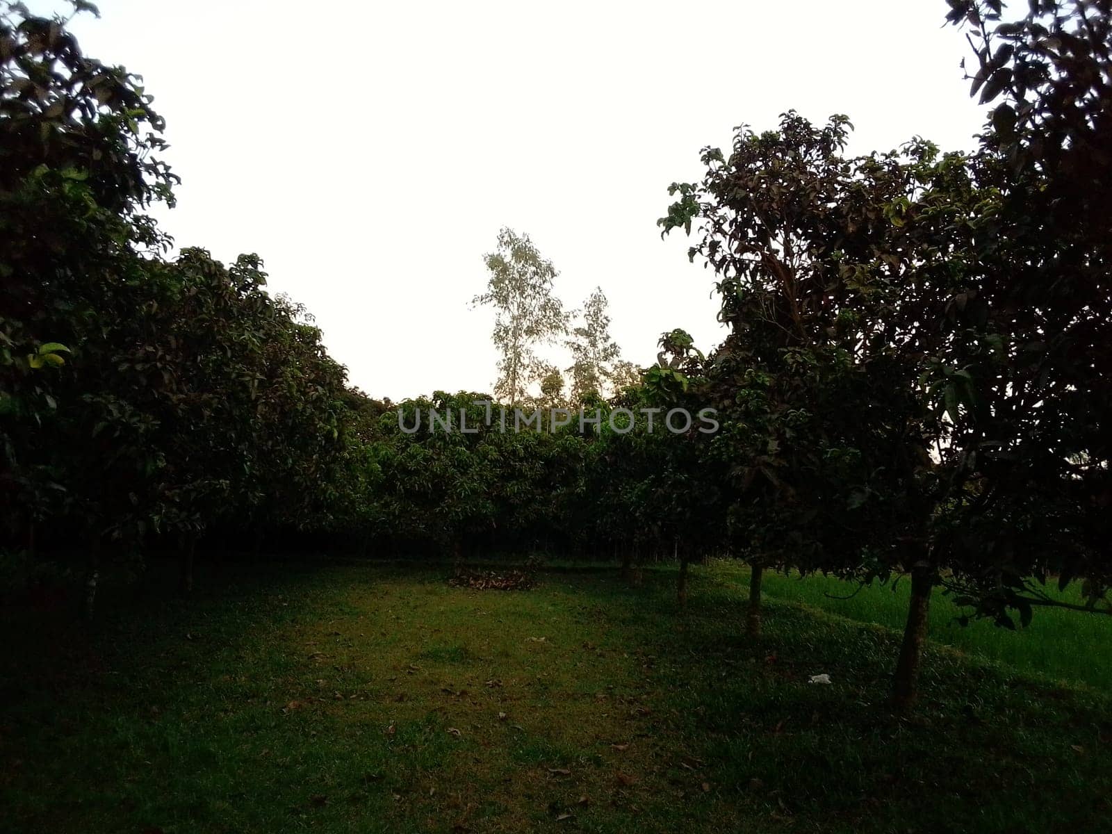 Village Beautiful Scenery - Paddy Field, Village Jungle Flowers, Village Evening, Fruit Tree Garden, Village Sunset, Village River