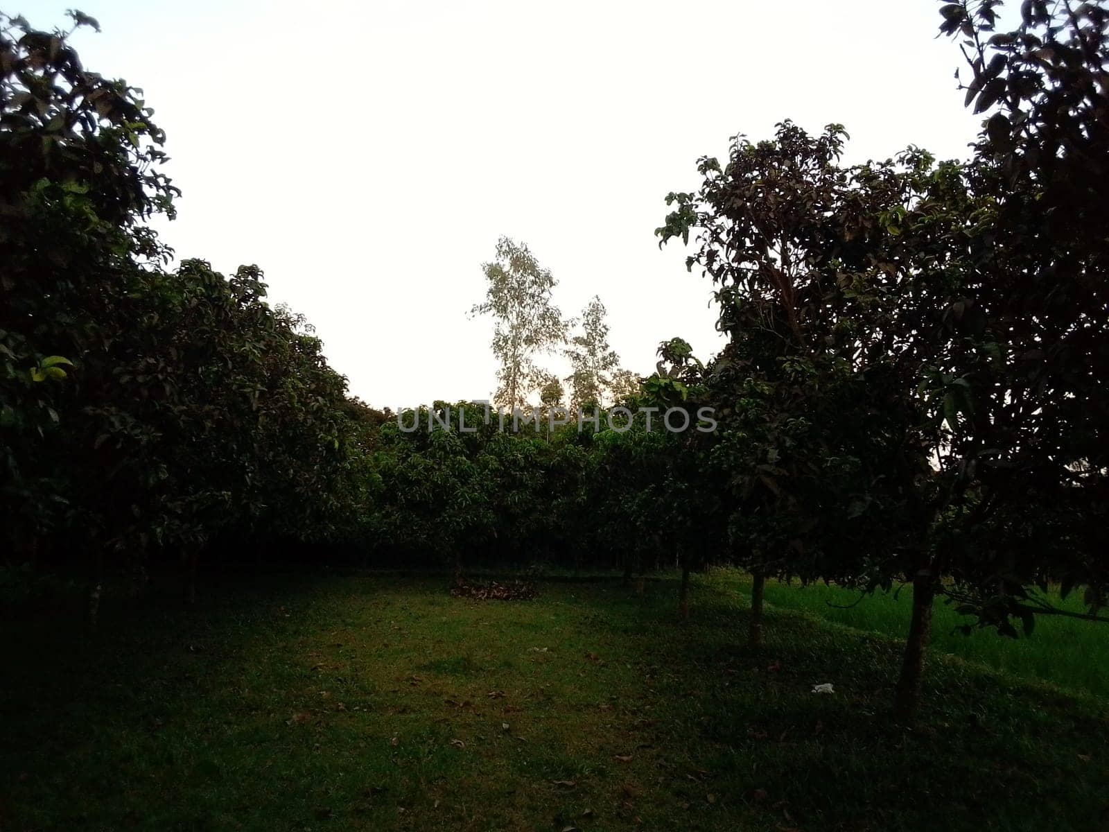 Village Beautiful Scenery - Paddy Field, Village Jungle Flowers, Village Evening, Fruit Tree Garden, Village Sunset, Village River