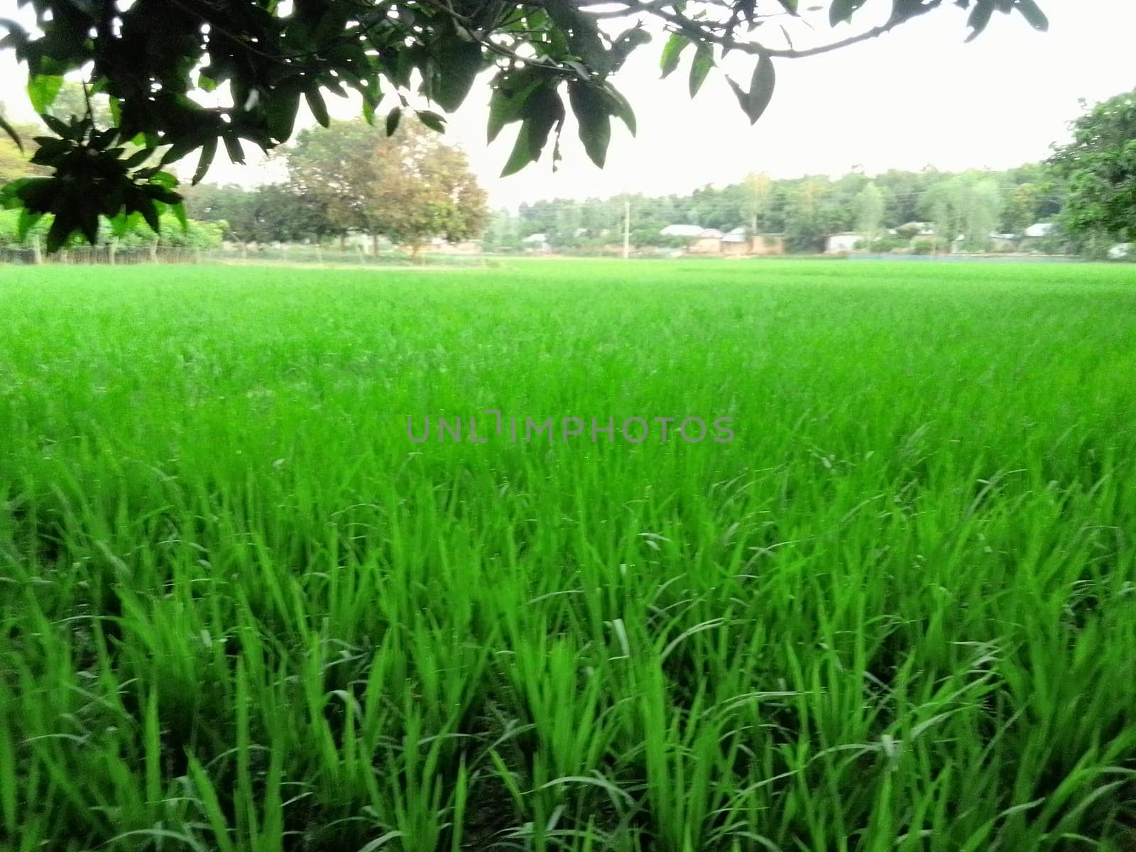 Village Beautiful Scenery - Paddy Field, Village Jungle Flowers, Village Evening, Fruit Tree Garden, Village Sunset, Village River