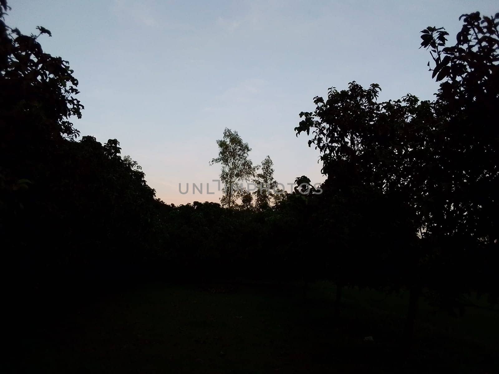 Village Beautiful Scenery - Paddy Field, Village Jungle Flowers, Village Evening, Fruit Tree Garden, Village Sunset, Village River