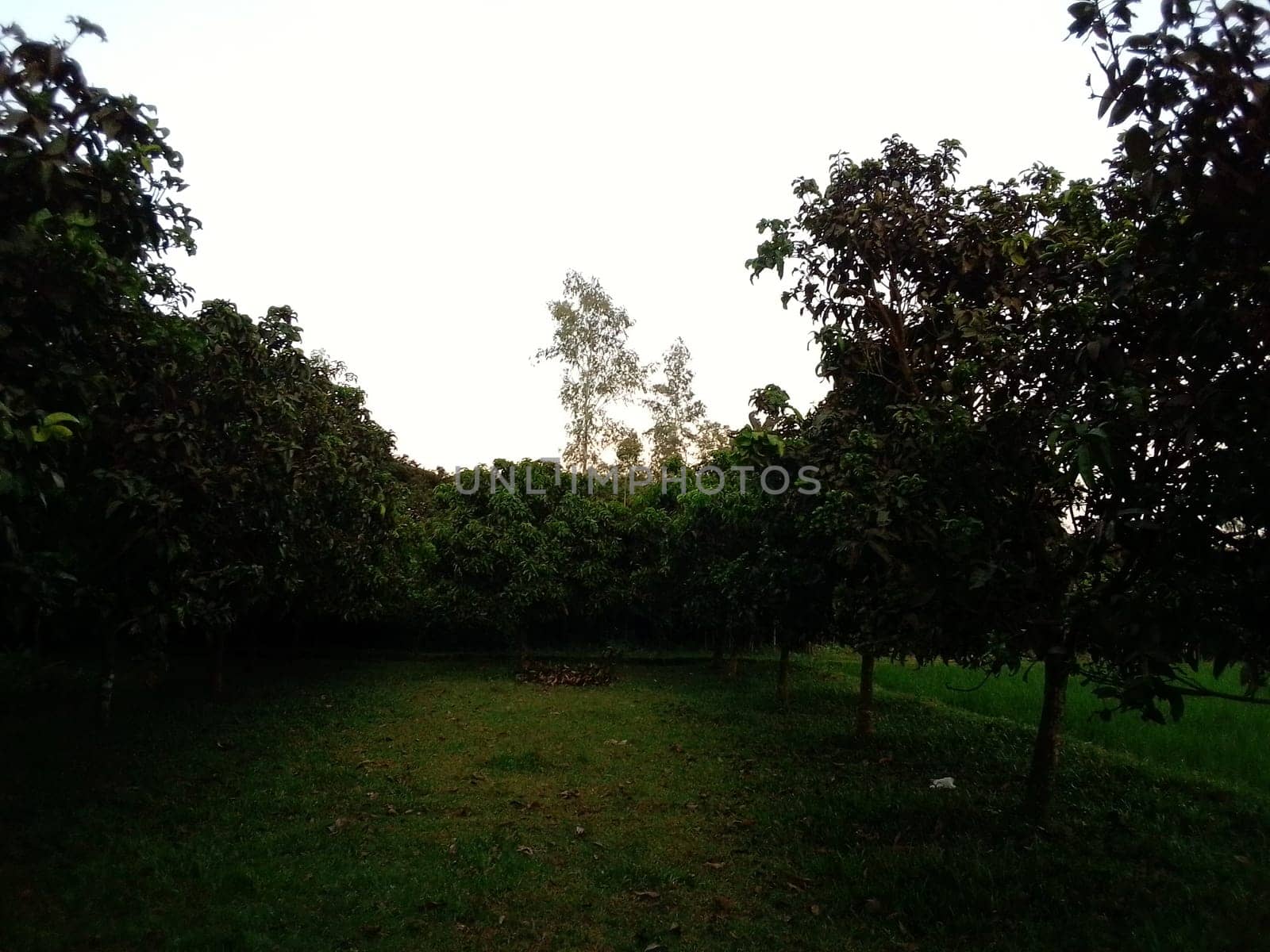 Village Beautiful Scenery - Paddy Field, Village Jungle Flowers, Village Evening, Fruit Tree Garden, Village Sunset, Village River