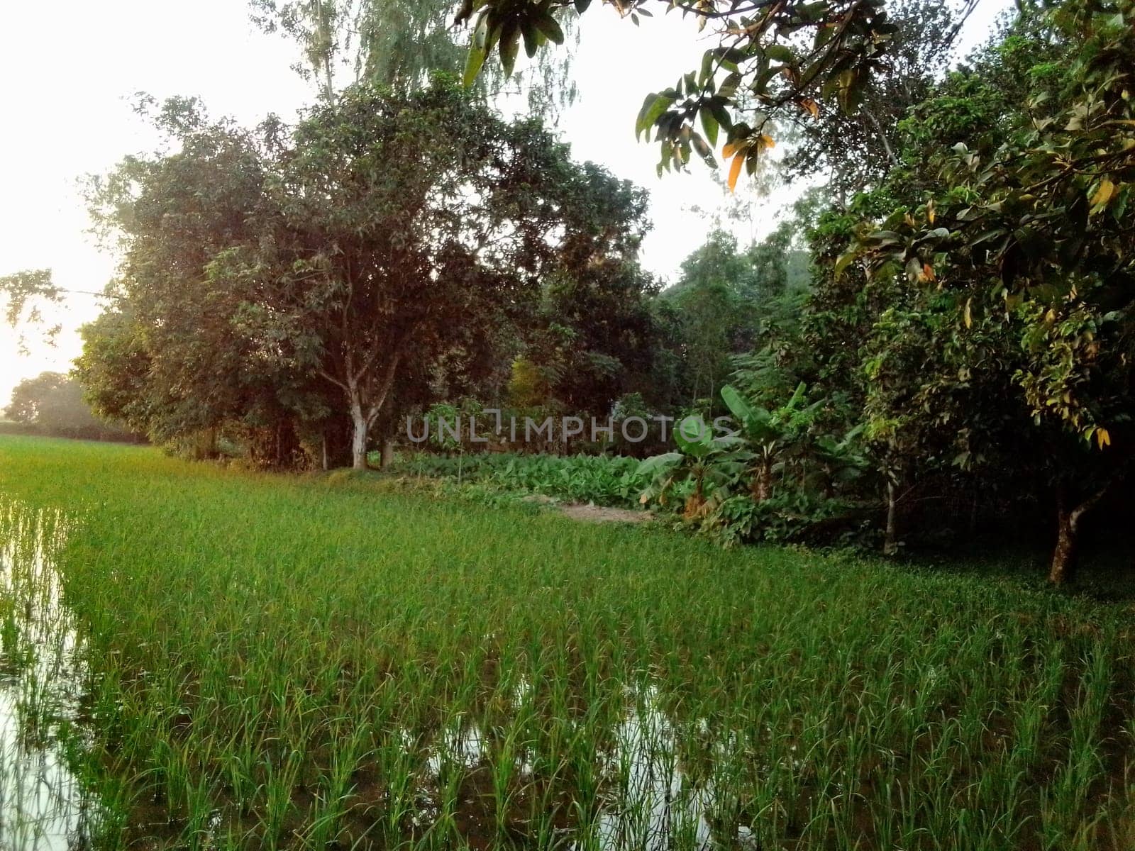 Village Beautiful Scenery - Paddy Field, Village Jungle Flowers, Village Evening, Fruit Tree Garden, Village Sunset, Village River