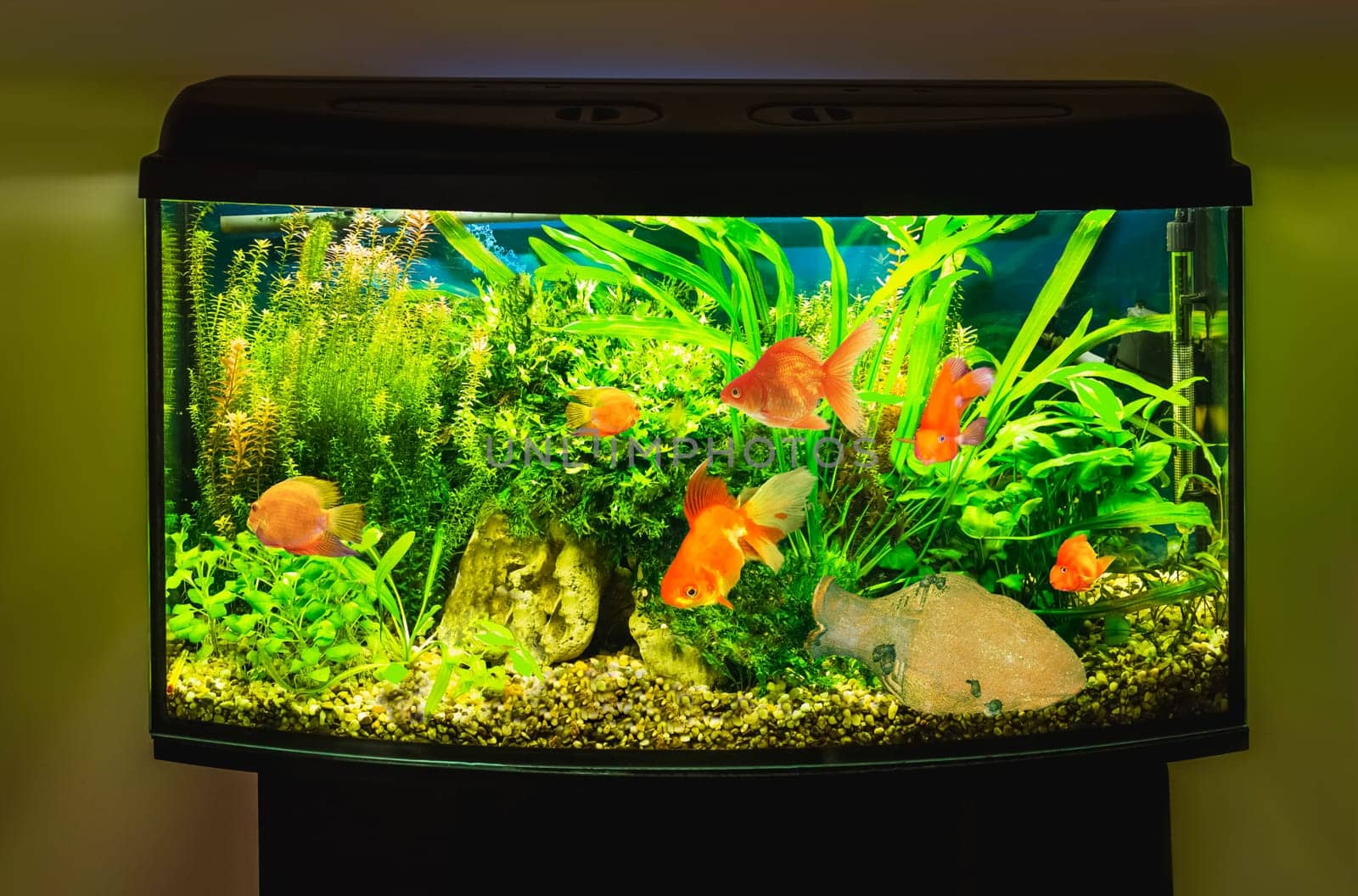 The close up of aquarium tank full of fish