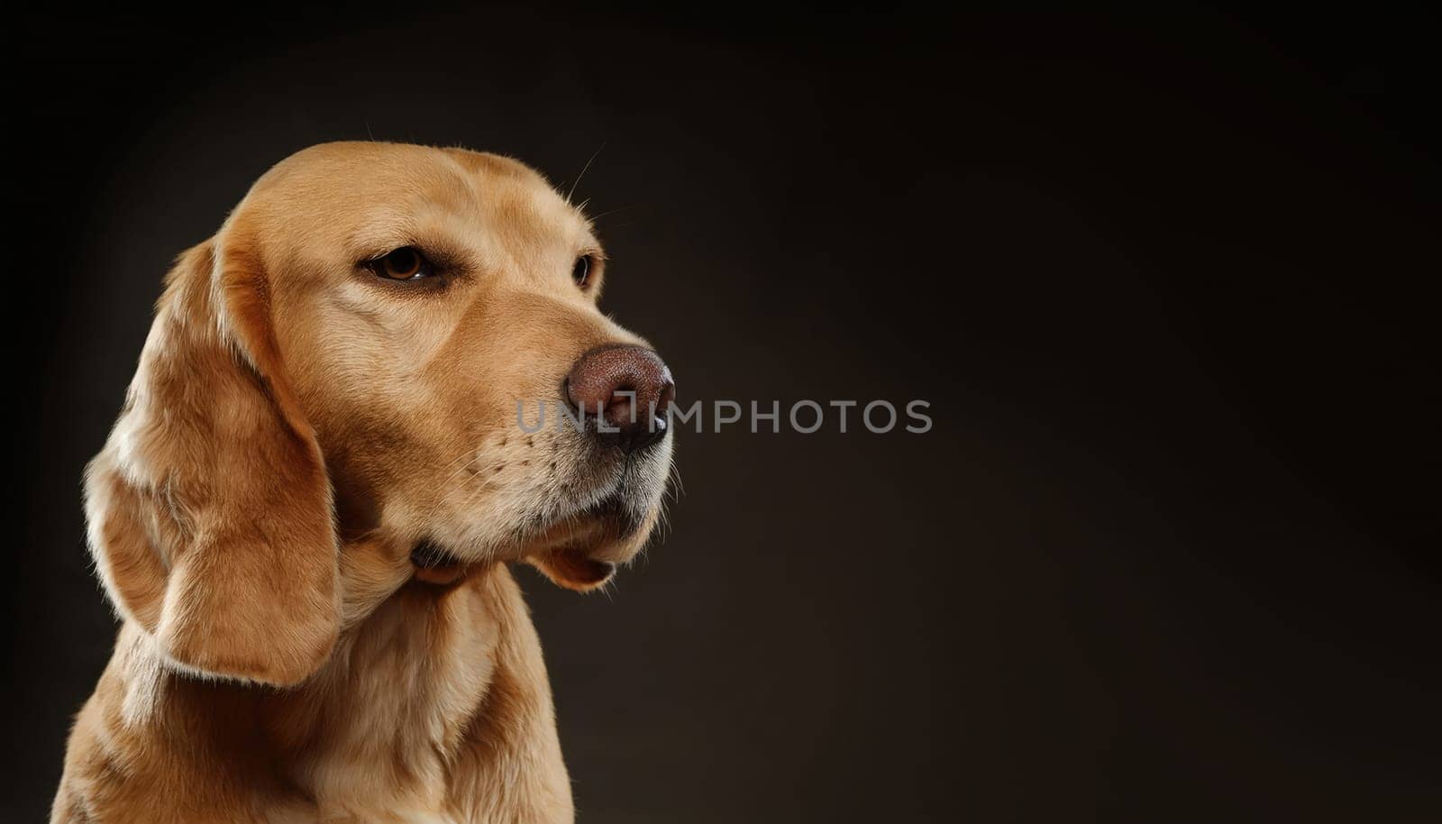 Closeup of a golden Spanador dog breed isolated on dark background with copy space