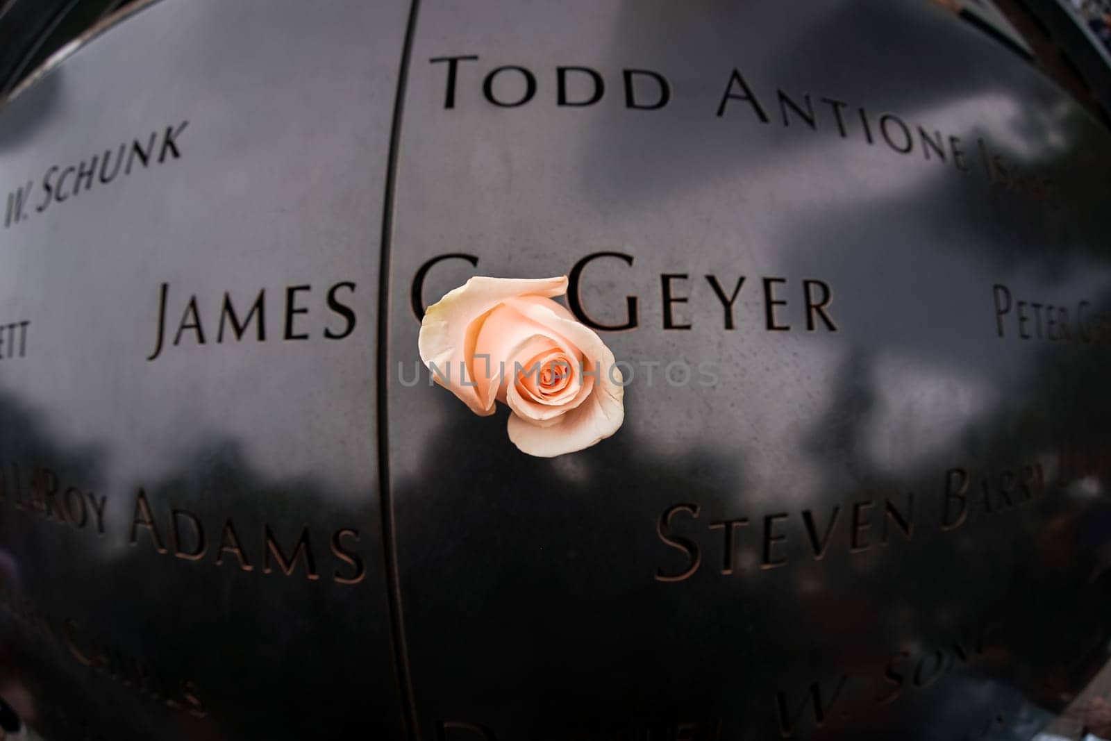 Mourning rose and reflection. Shooting Location: new york, manhattan