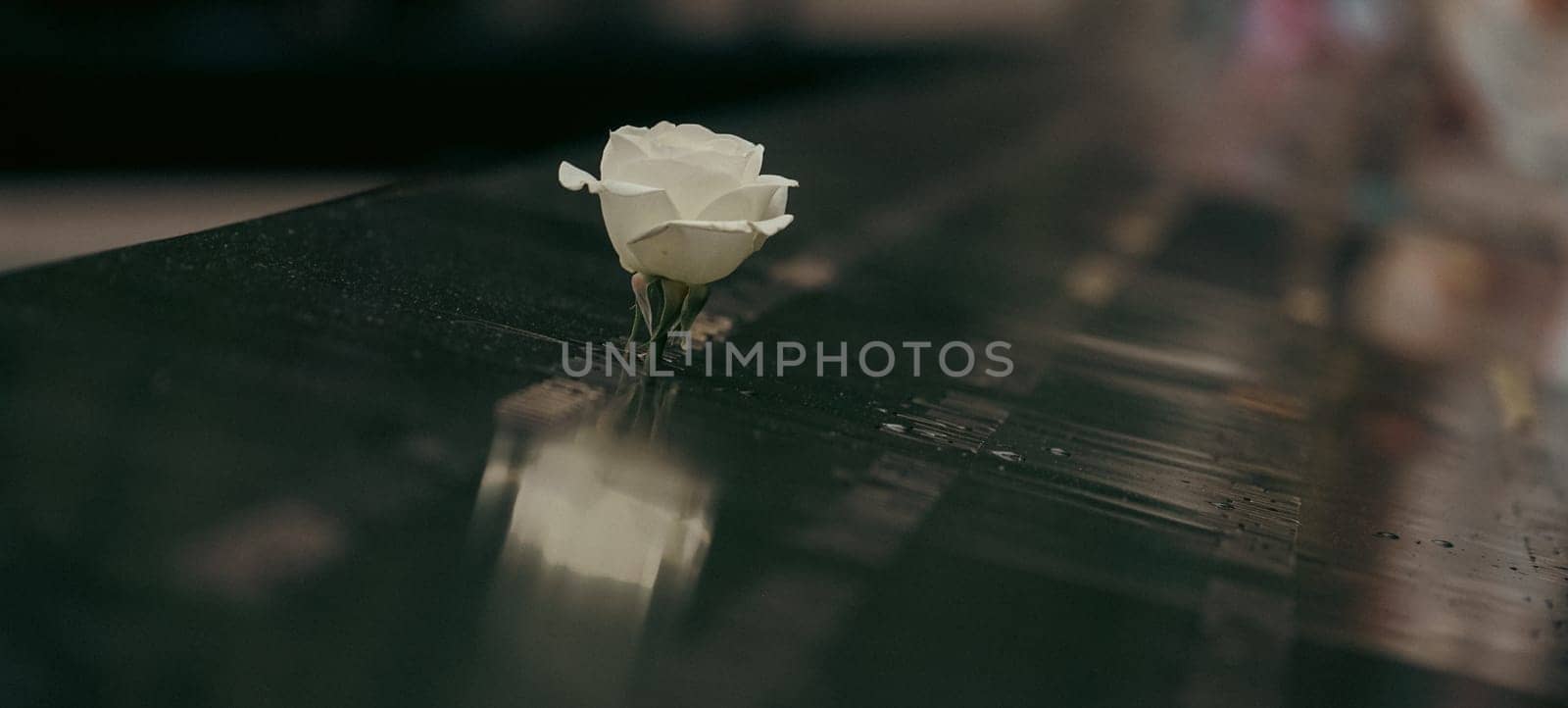 A silent prayer of white roses. Shooting Location: new york, manhattan