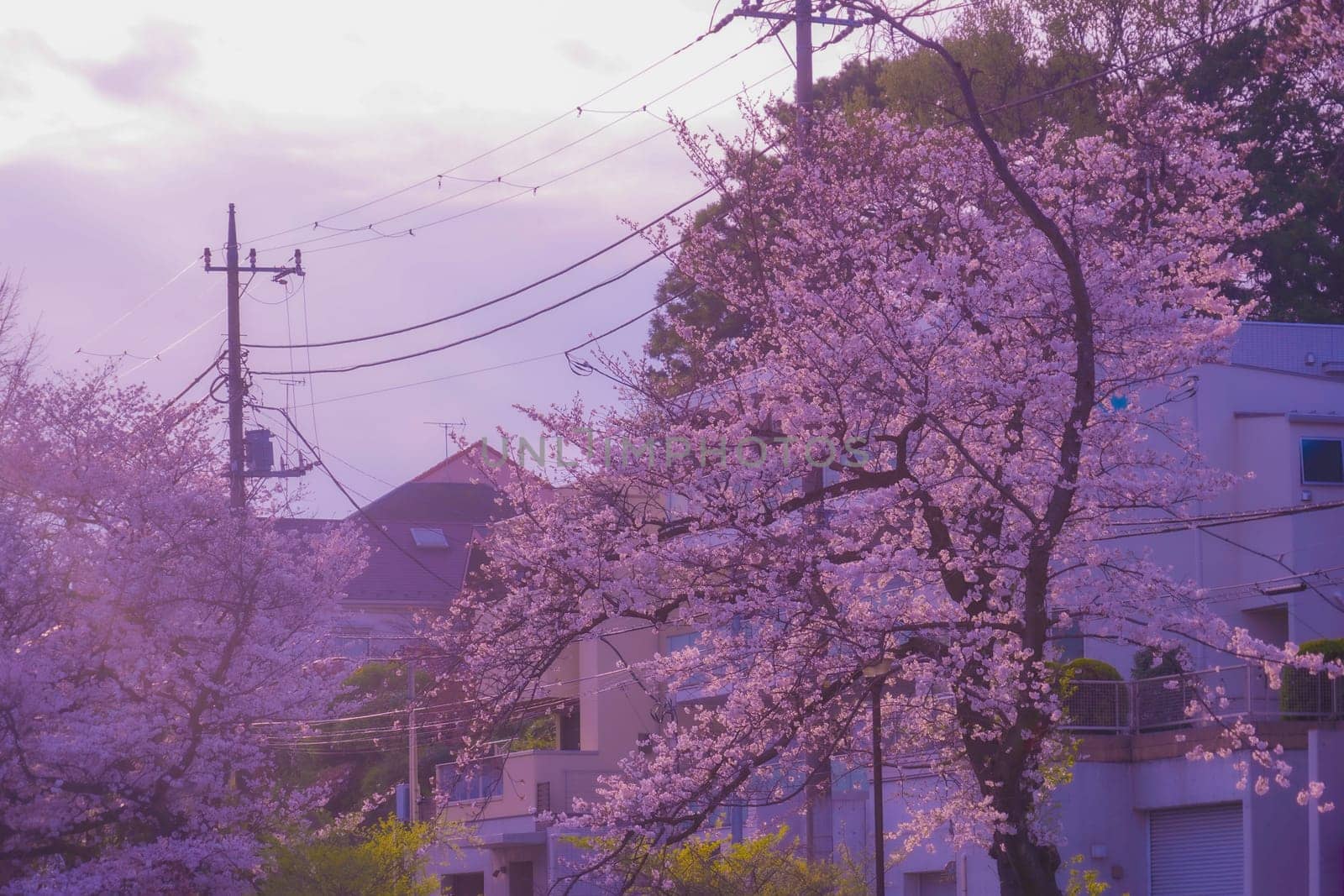 Cherry blossoms at Shirahataike Park. Shooting Location: Kohoku Ward, Yokohama City