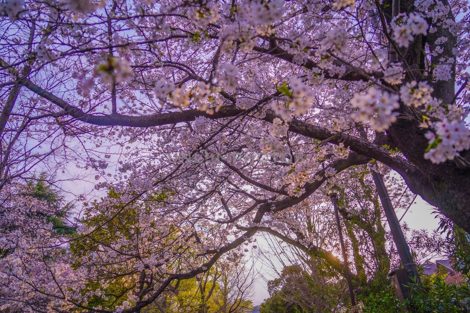 Cherry blossoms at Shirahataike Park. Shooting Location: Kohoku Ward, Yokohama City