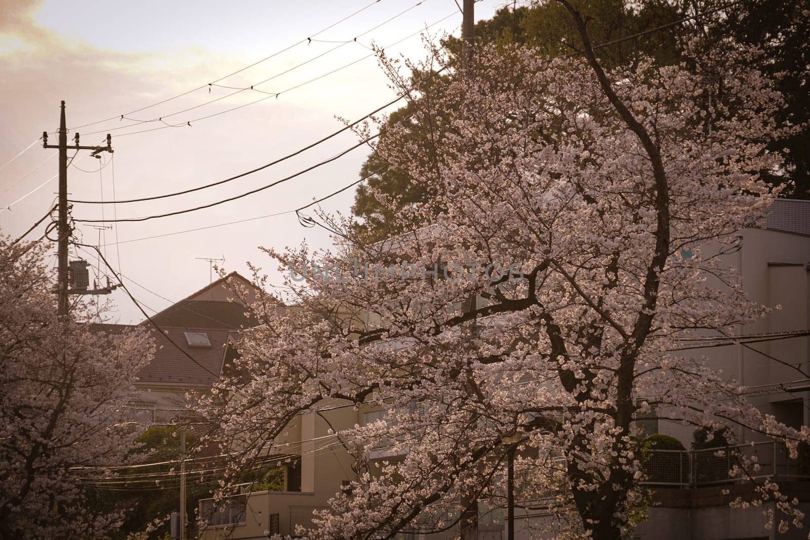 Cherry blossoms at Shirahataike Park. Shooting Location: Kohoku Ward, Yokohama City