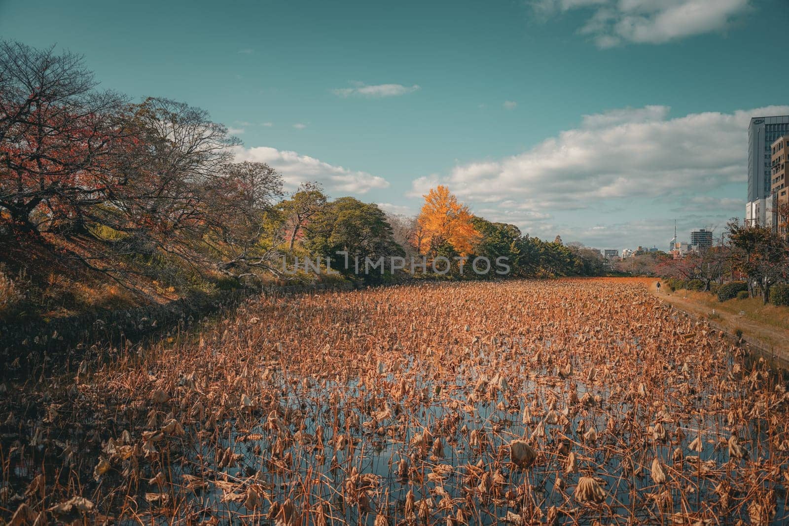 Autumn meadow and yellow leaves. Shooting Location: Fukuoka prefecture