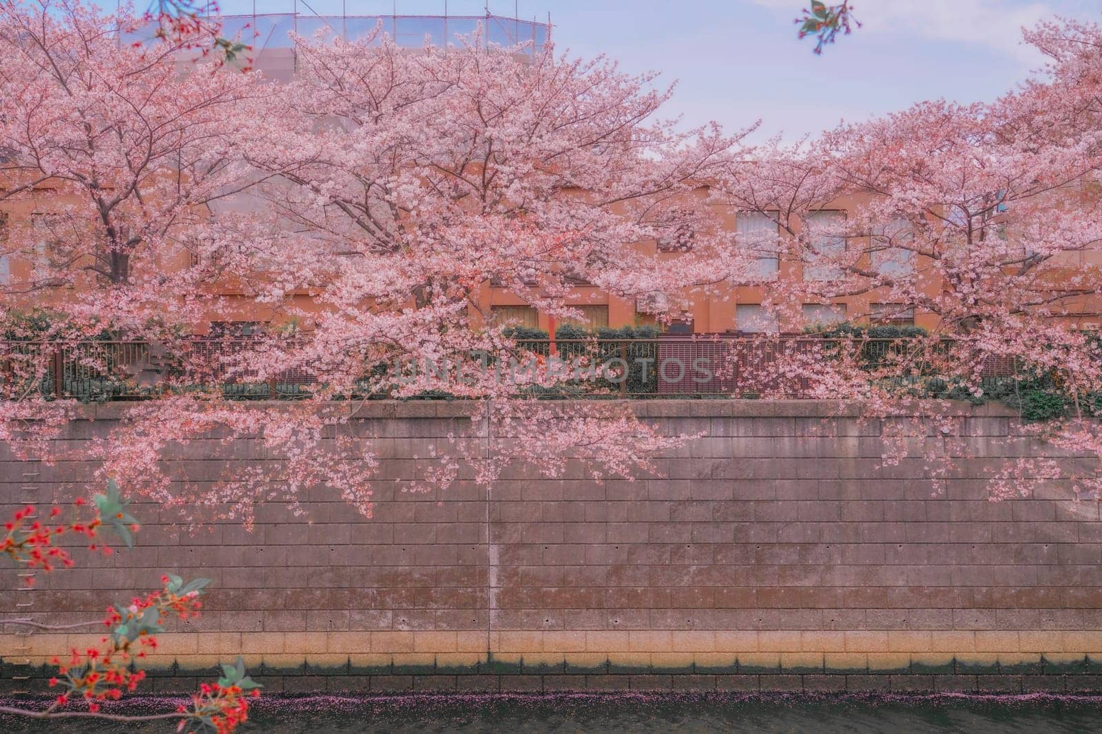 Cherry blossoms in full bloom and wall. Shooting Location: Meguro Ward, Tokyo