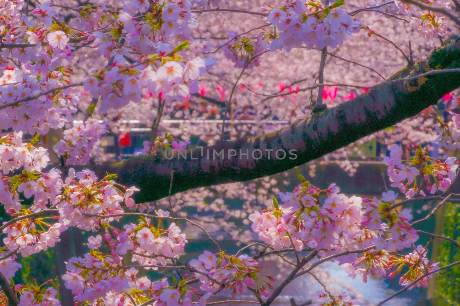 Cherry blossoms in full bloom in Nakameguro. Shooting Location: Meguro Ward, Tokyo