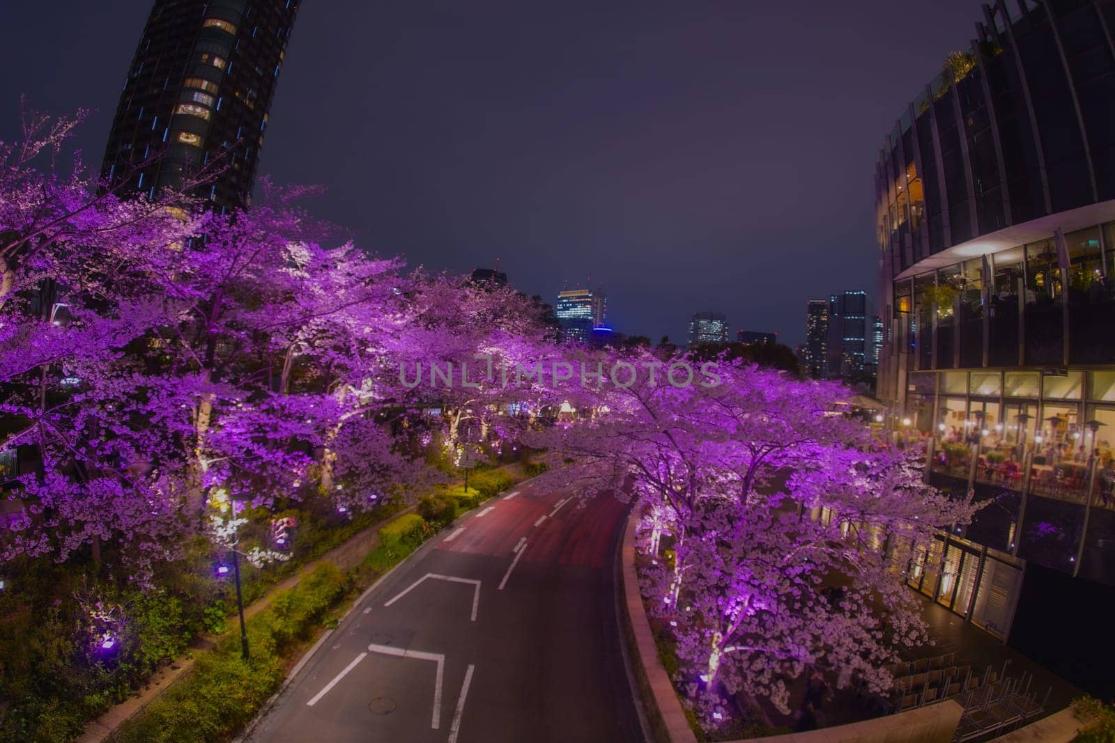 Contrast between cherry blossom trees and night view. Shooting Location: Minato Ward, Tokyo