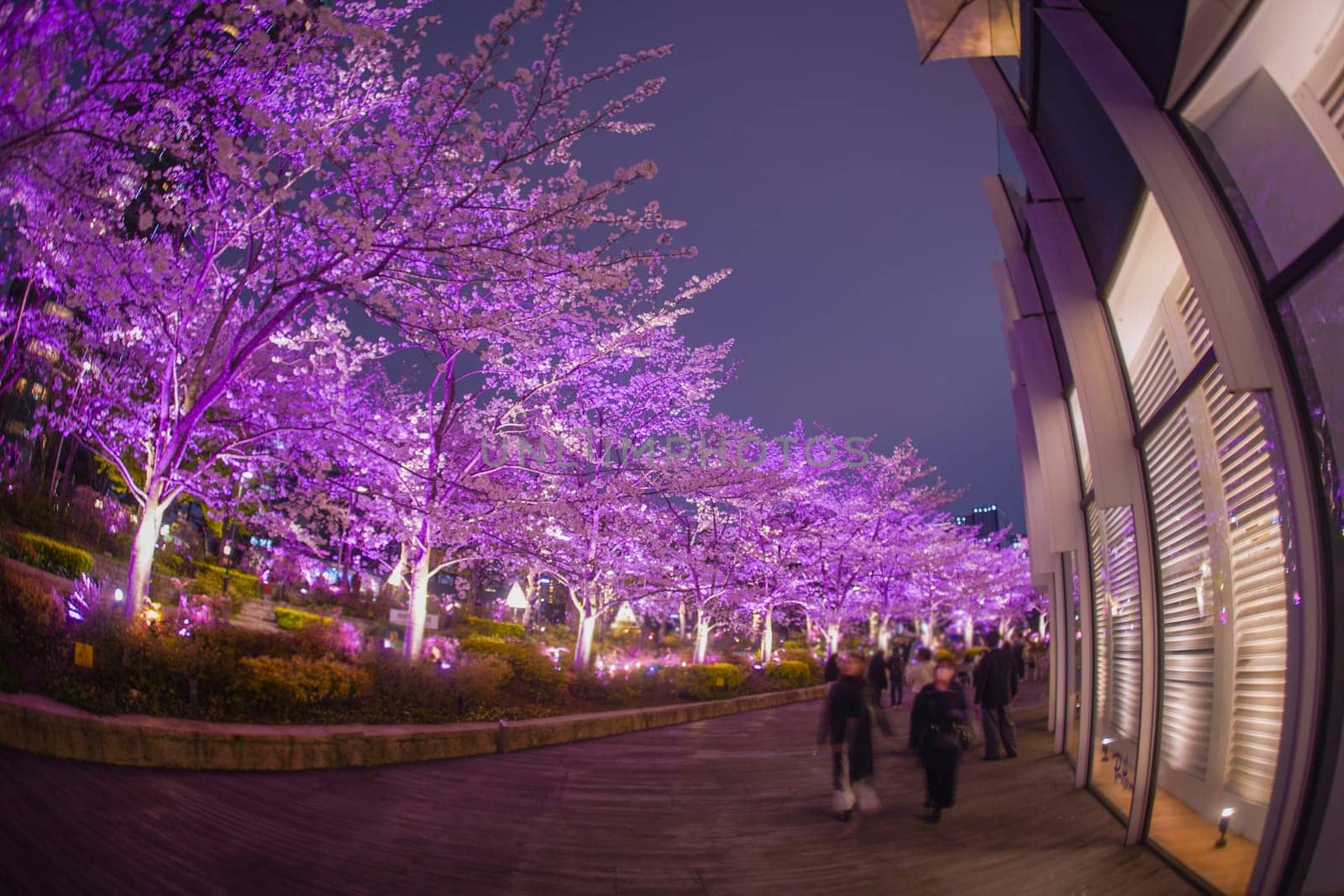 Tunnel of illuminated cherry blossoms at night. Shooting Location: Minato Ward, Tokyo