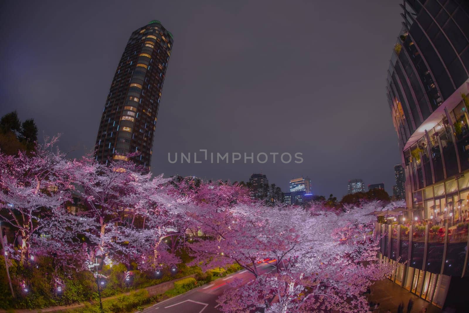 Night cherry blossoms and restaurant exterior. Shooting Location: Minato Ward, Tokyo