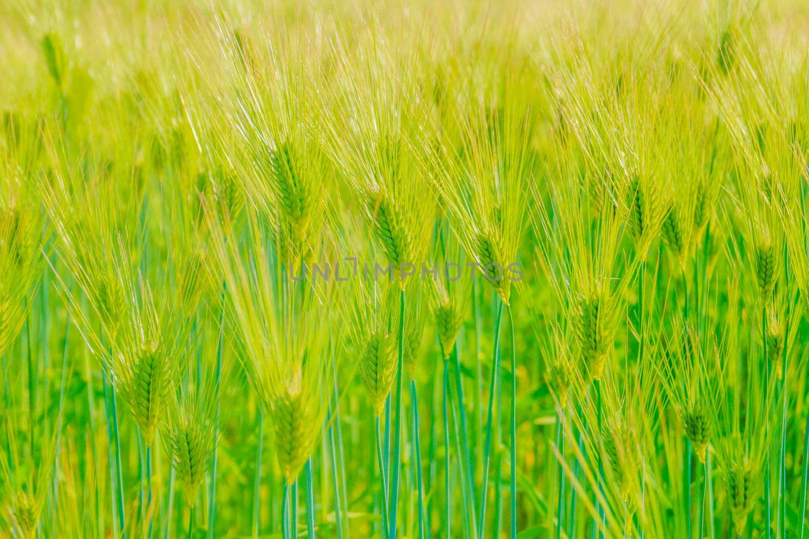Wheat field shining against the blue sky. Shooting Location: Sendai City, Miyagi Prefecture
