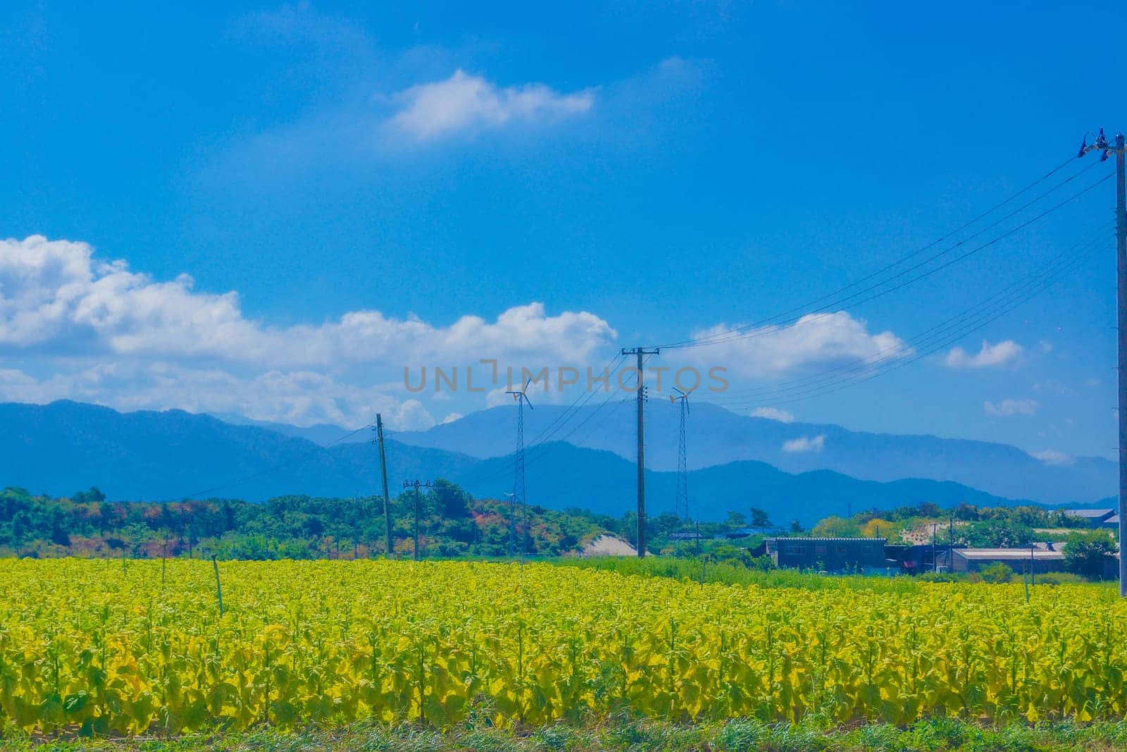 A field surrounded by mountains and blue sky. Shooting Location: Yamagata Prefecture