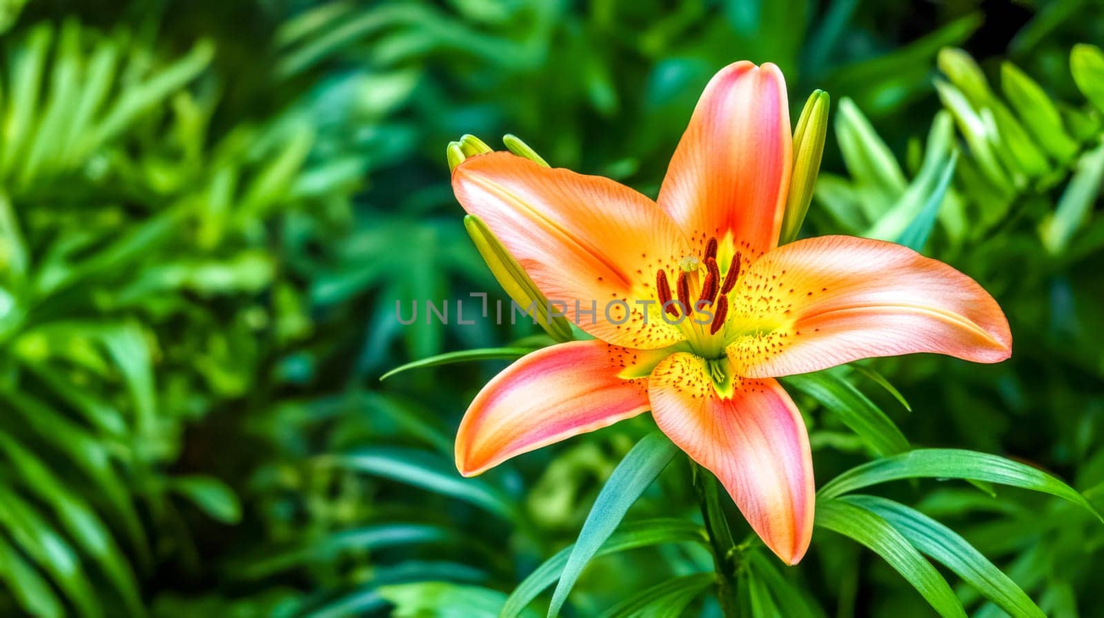 Orange lily flower is blooming, showcasing its vibrant color and delicate petals amidst a backdrop of lush green foliage, creating a captivating scene of natural beauty