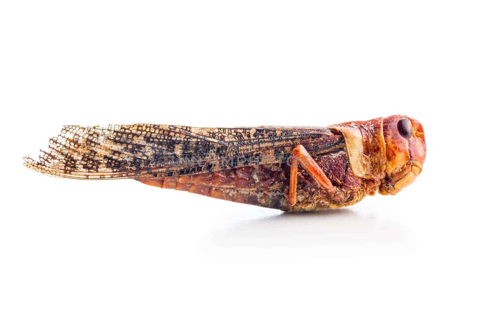 Crispy fried grasshoppers isolated on a white background. Insect protein.