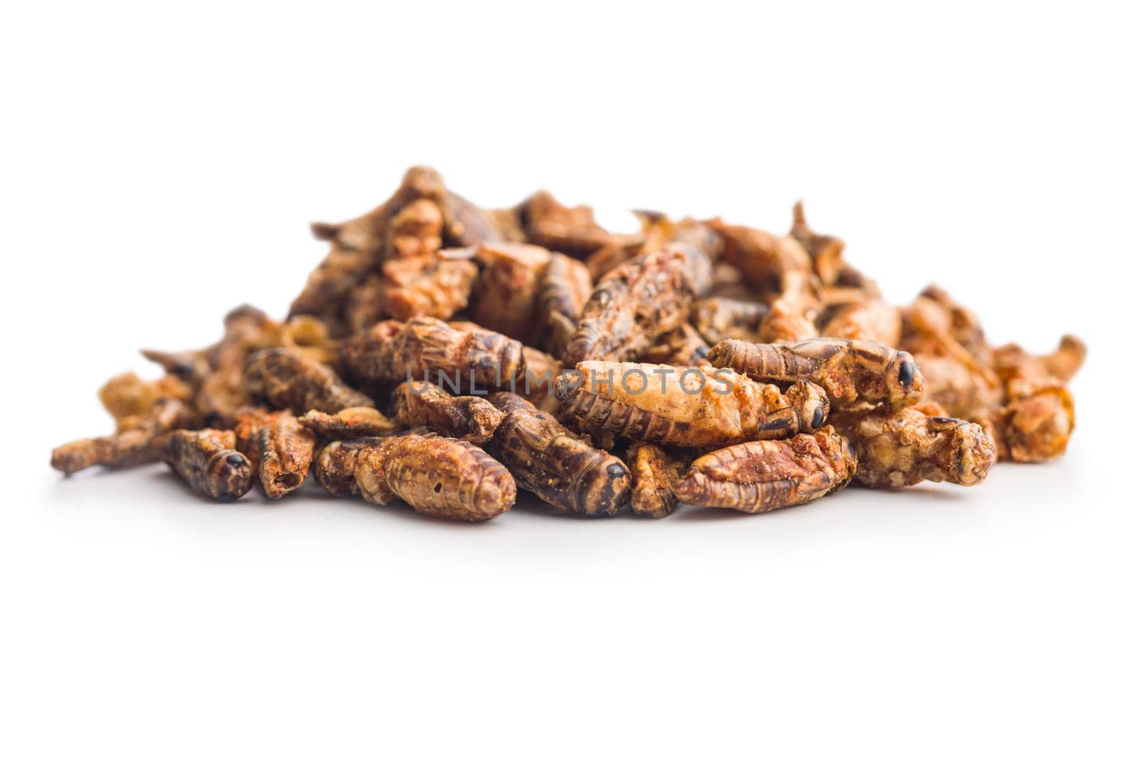 Crispy fried crickets isolated on a white background. Insect protein.